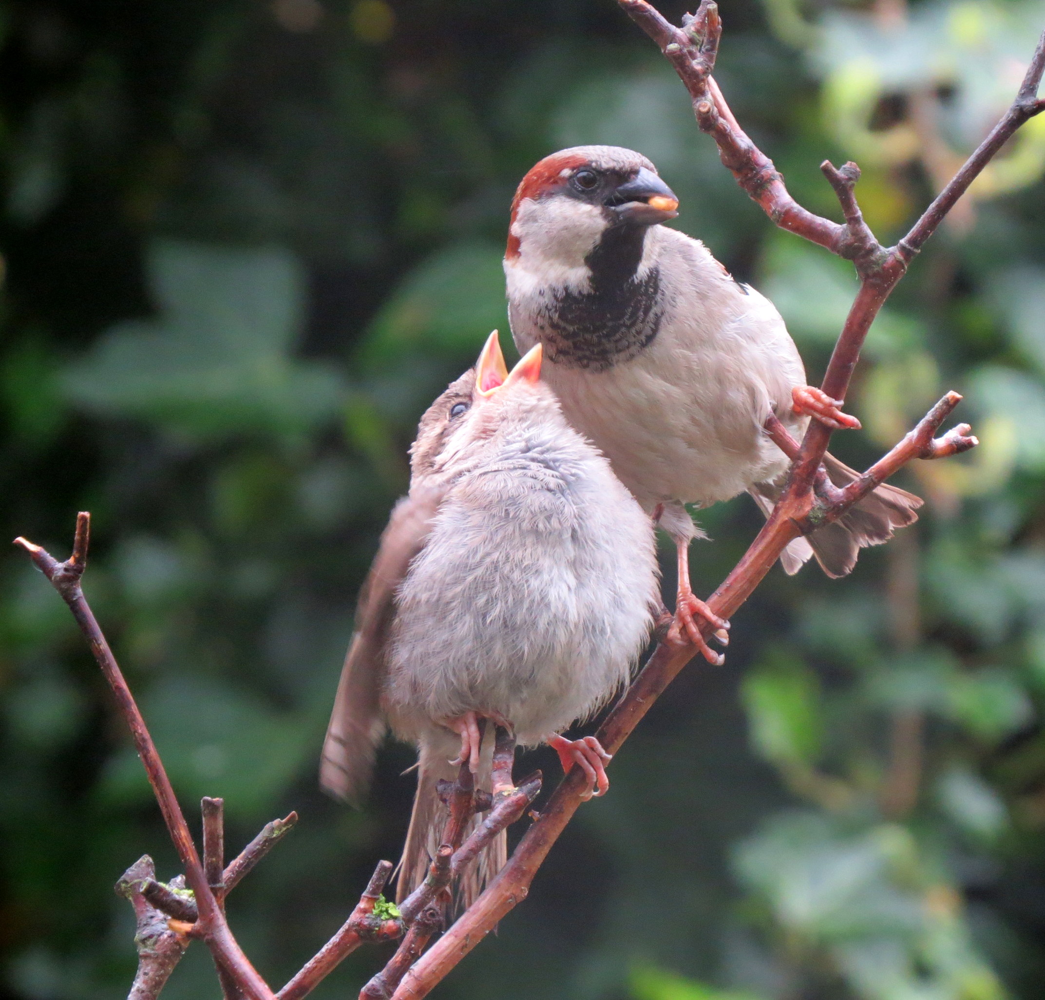jonge mus wordt gevoerd door papa