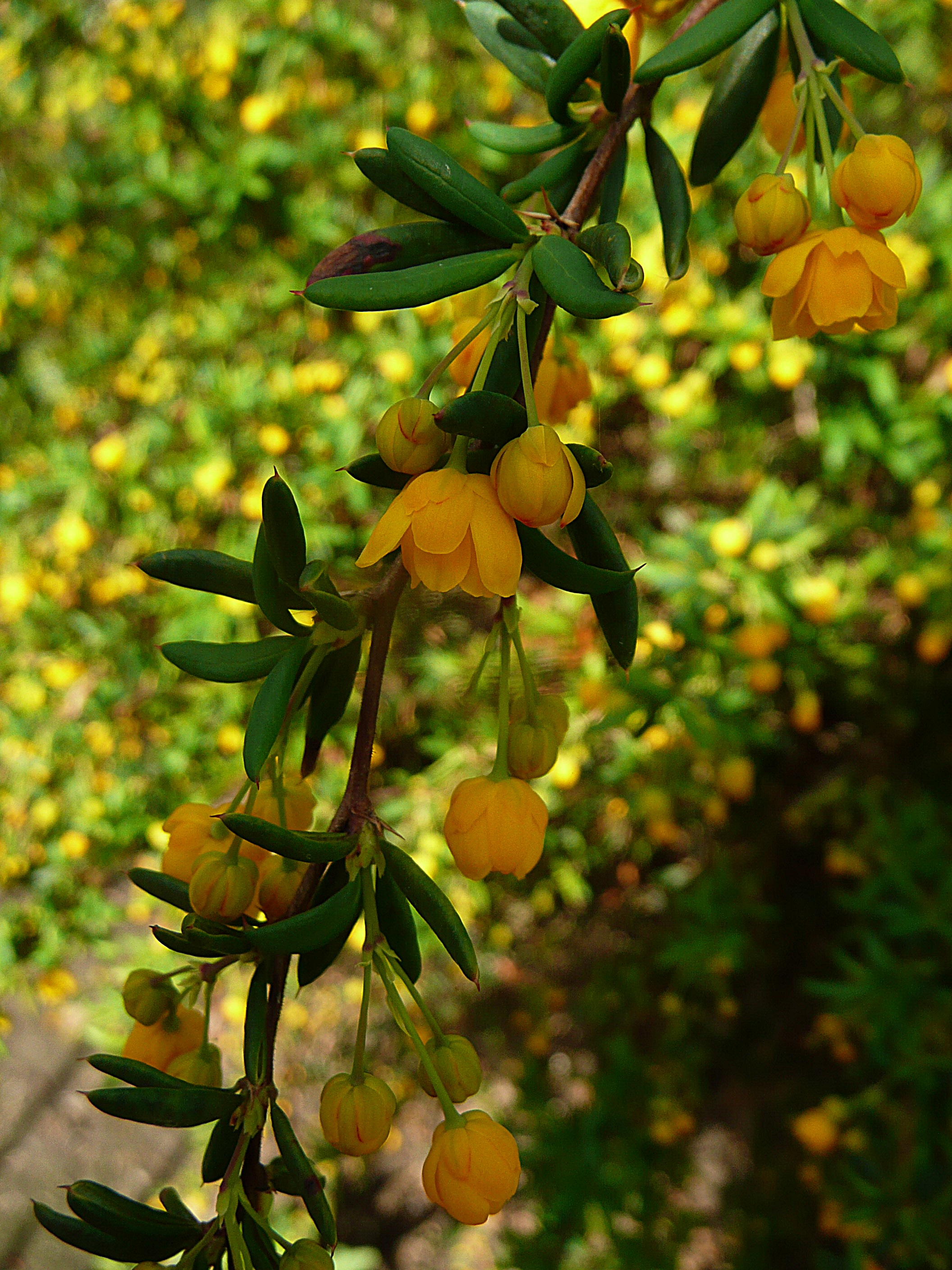 Berberis