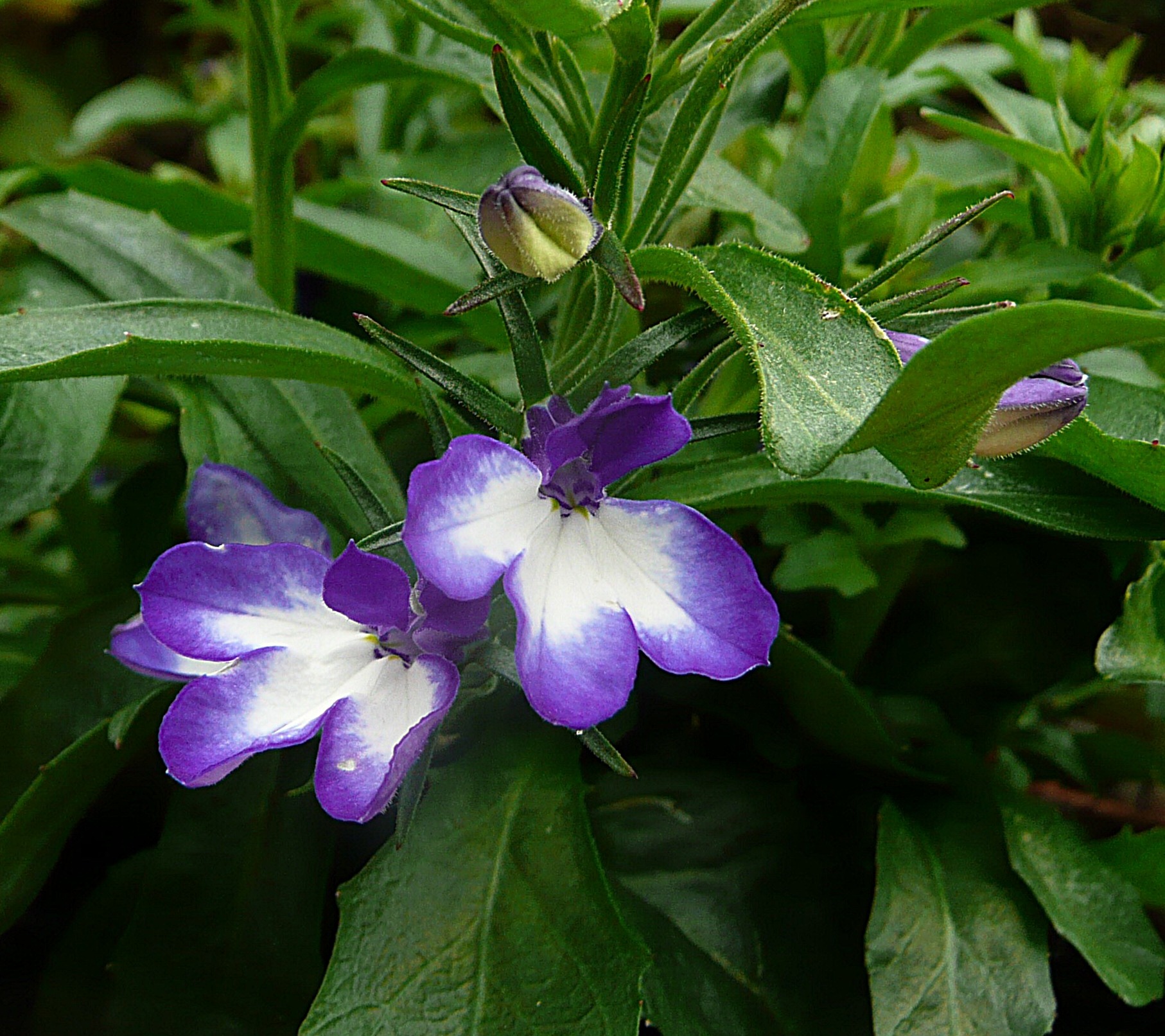 Lobelia