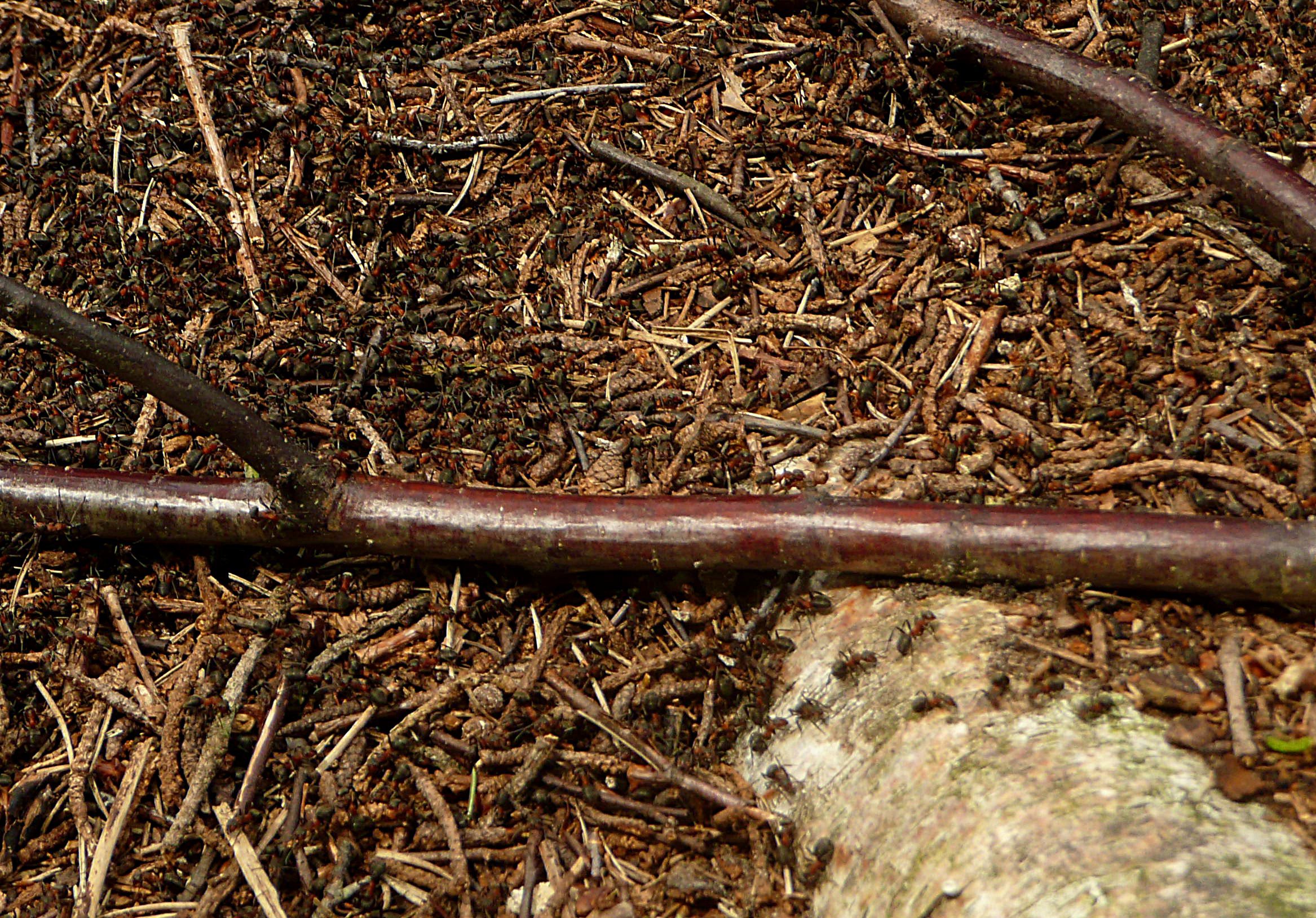 Mierenhoop rode bosmier