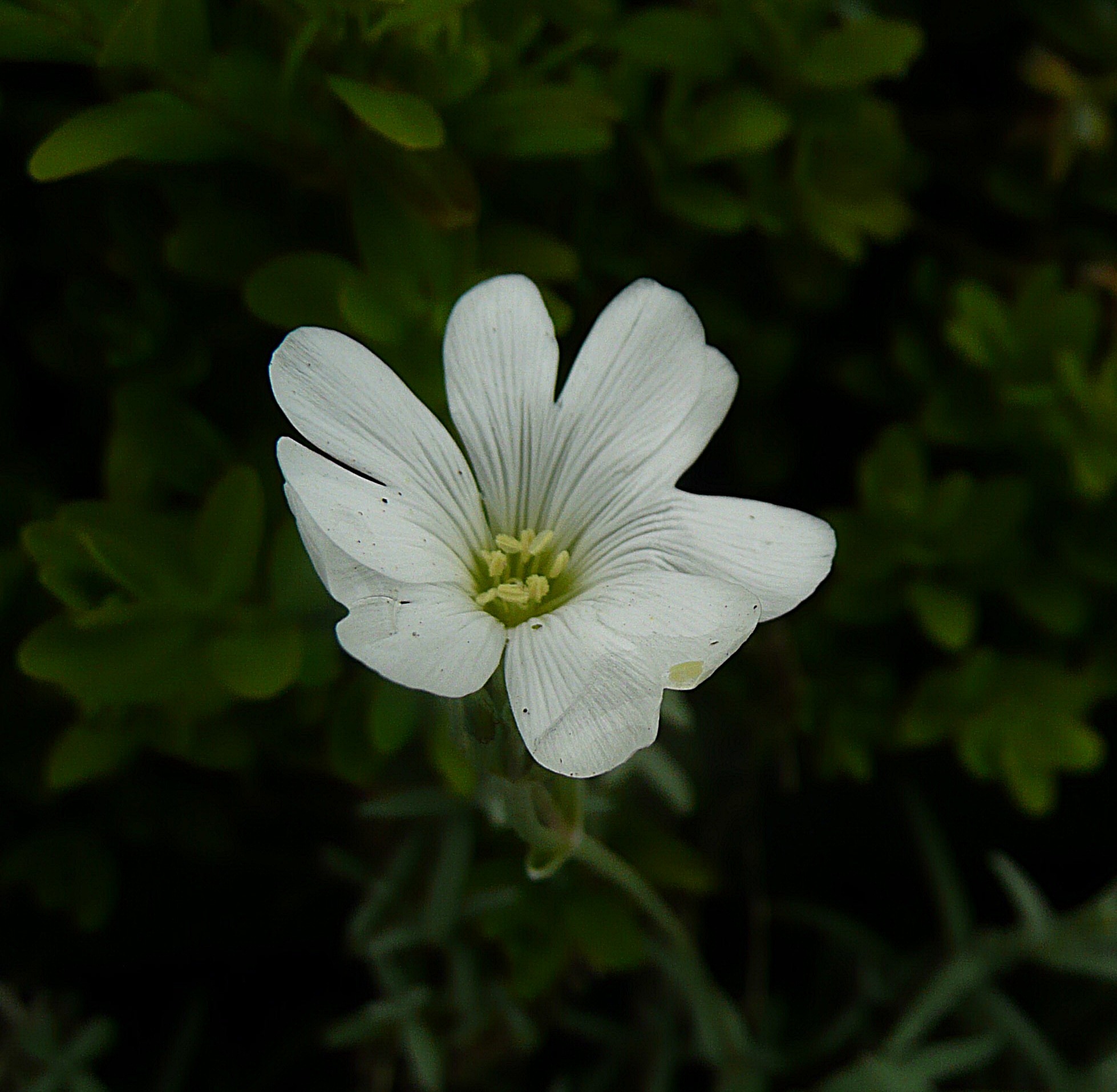 Viltige Hoornbloem snow...