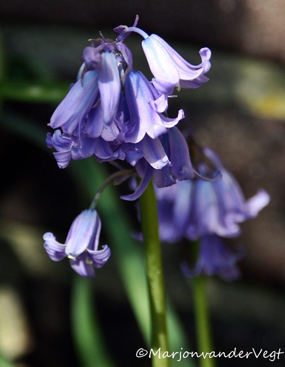 Wilde hyacint