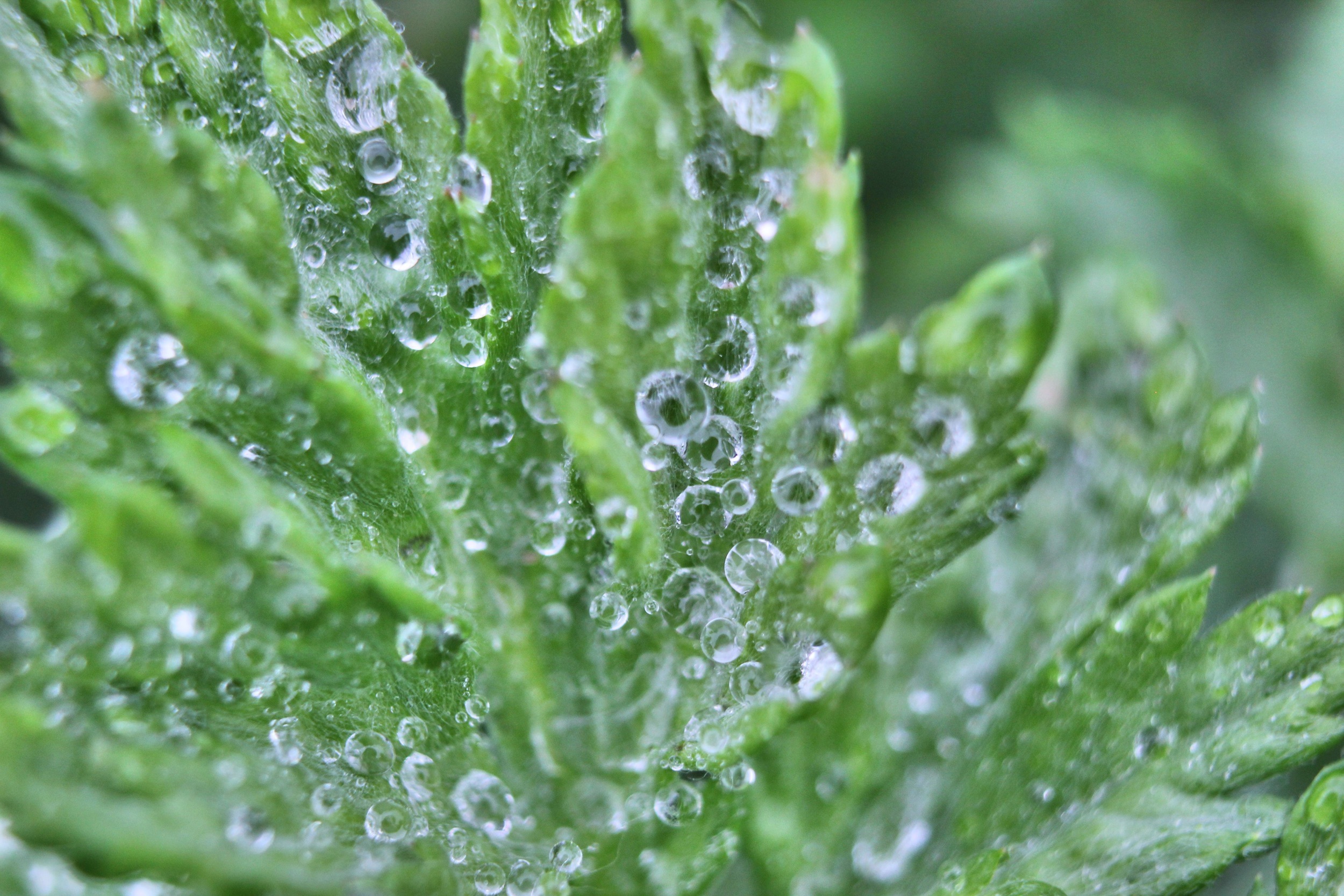 Waterdruppels op blad 