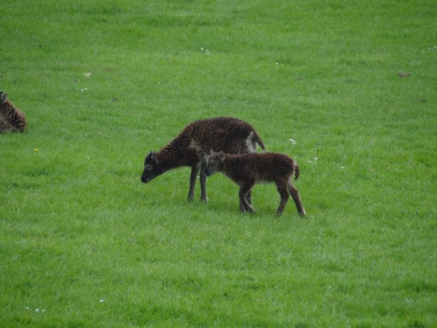 Soay schaap 2