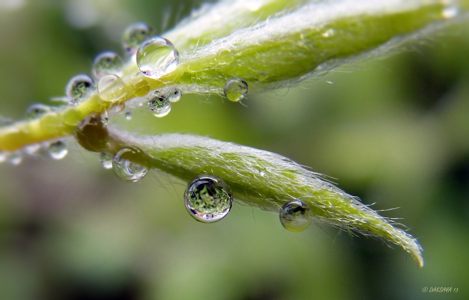 Hangend aan haartjes