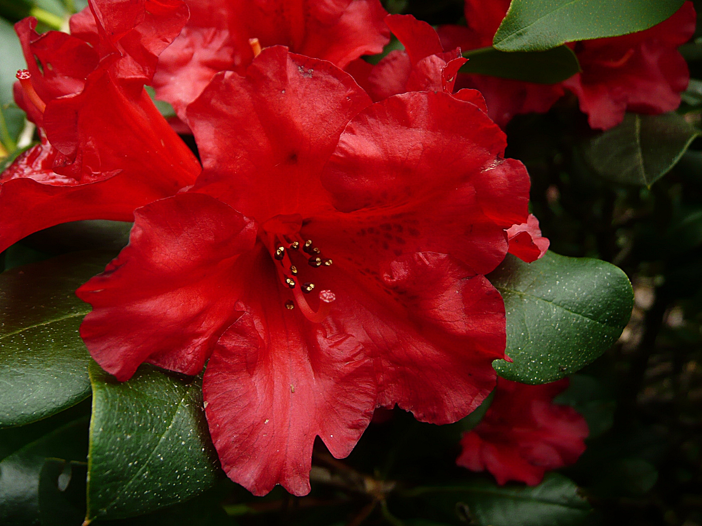 Rhododendron rood