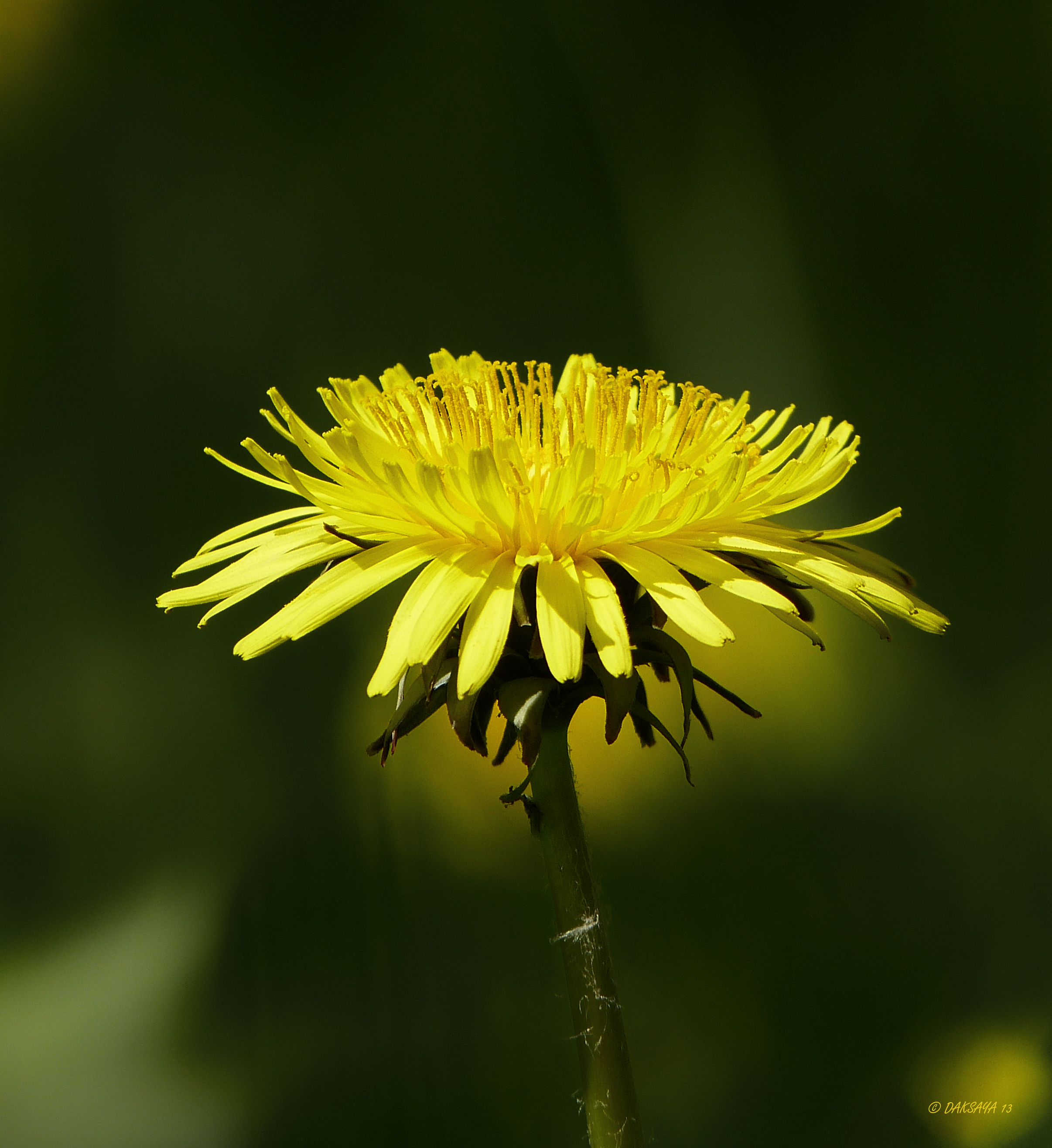 Paardenbloem