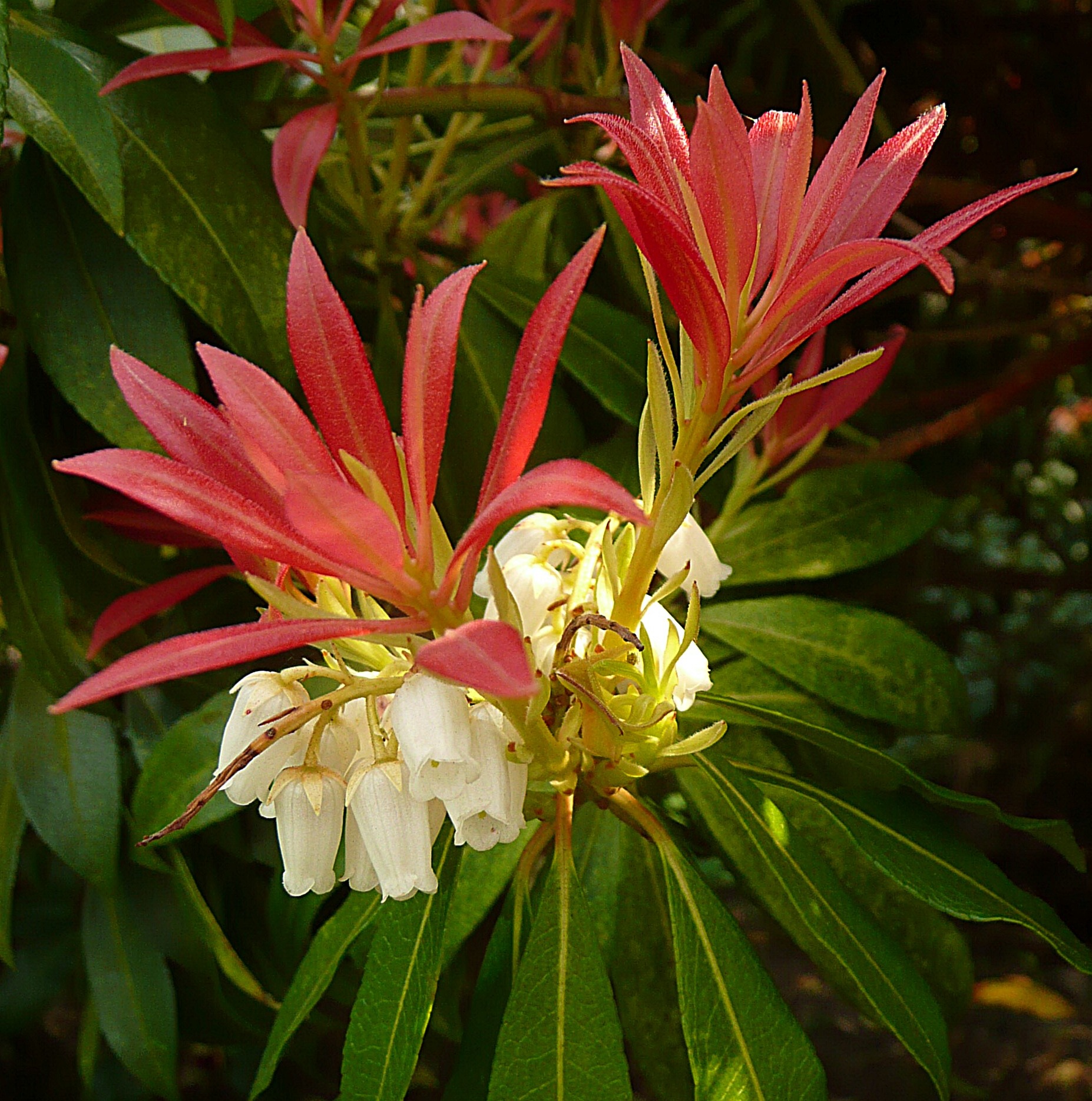 Pieris japonica