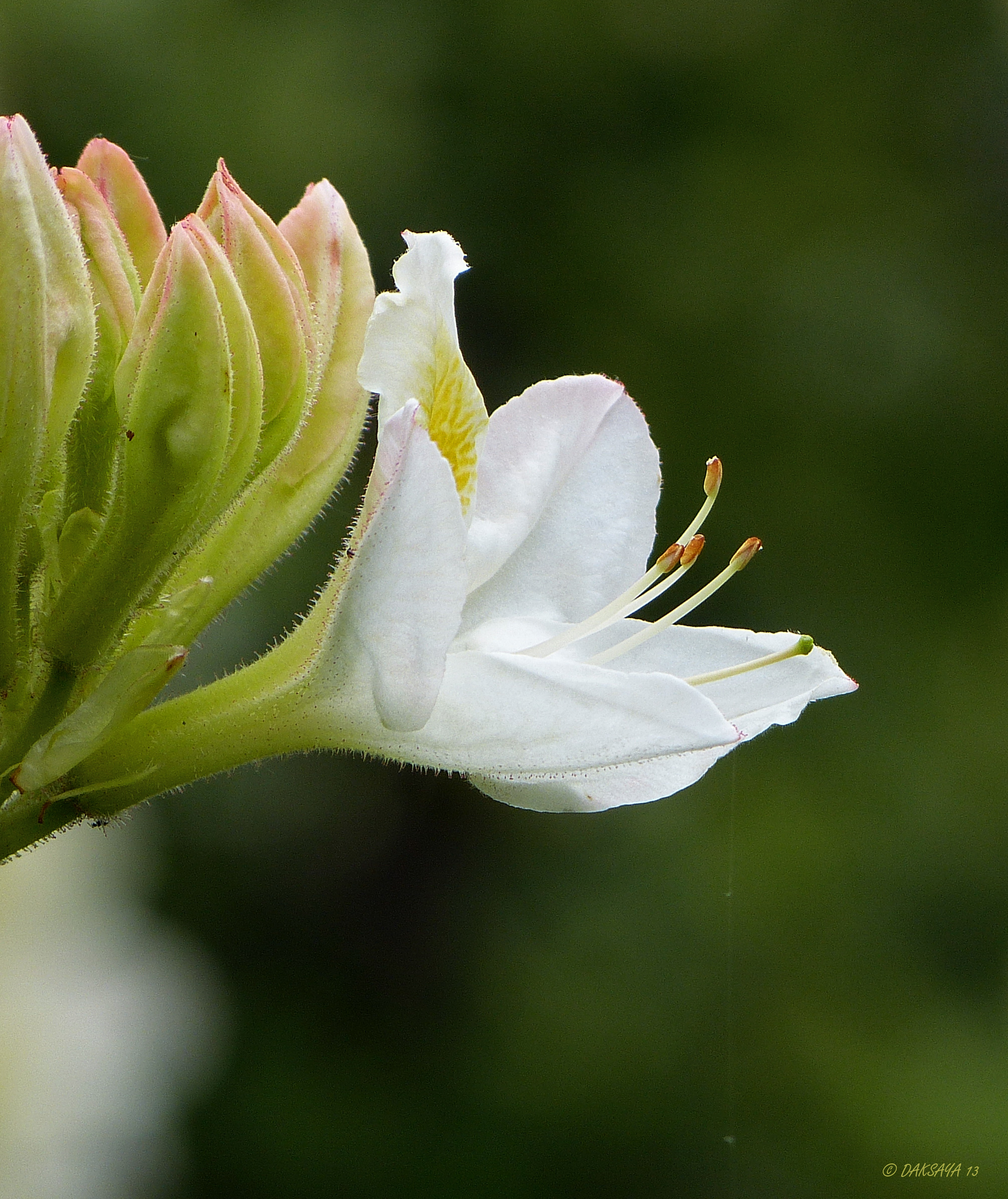 Witte azalea