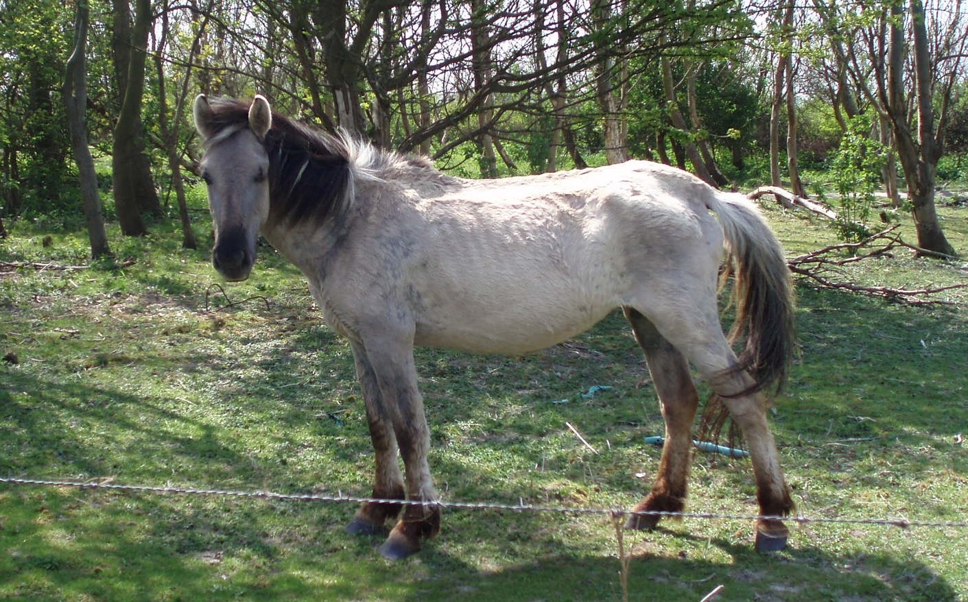 Paard in Geuzenbos, Oostvoorne. Schandalig mager!