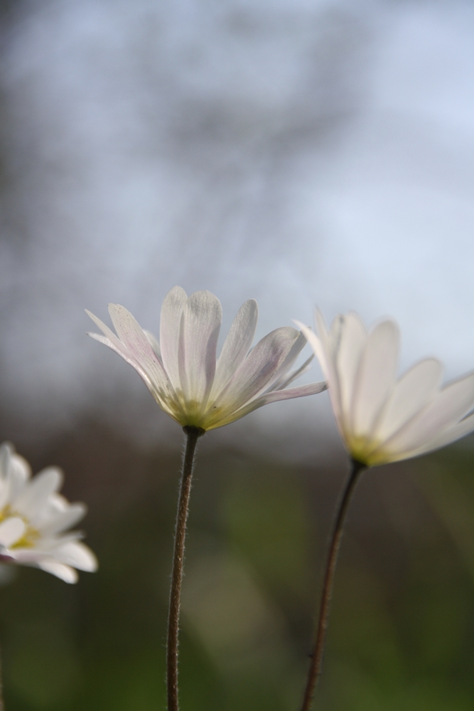 hongerig naar de zon