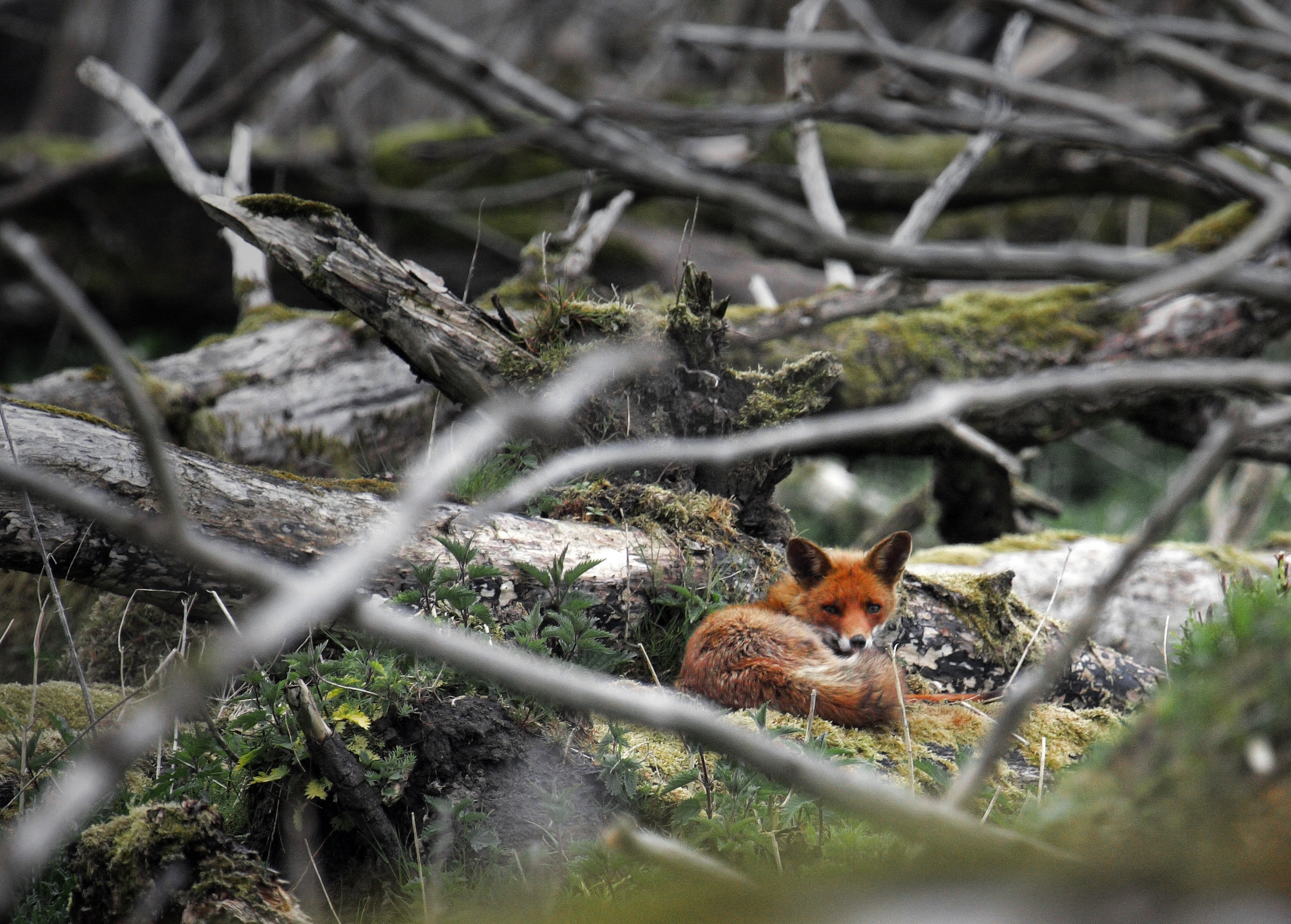 Vos in het bos