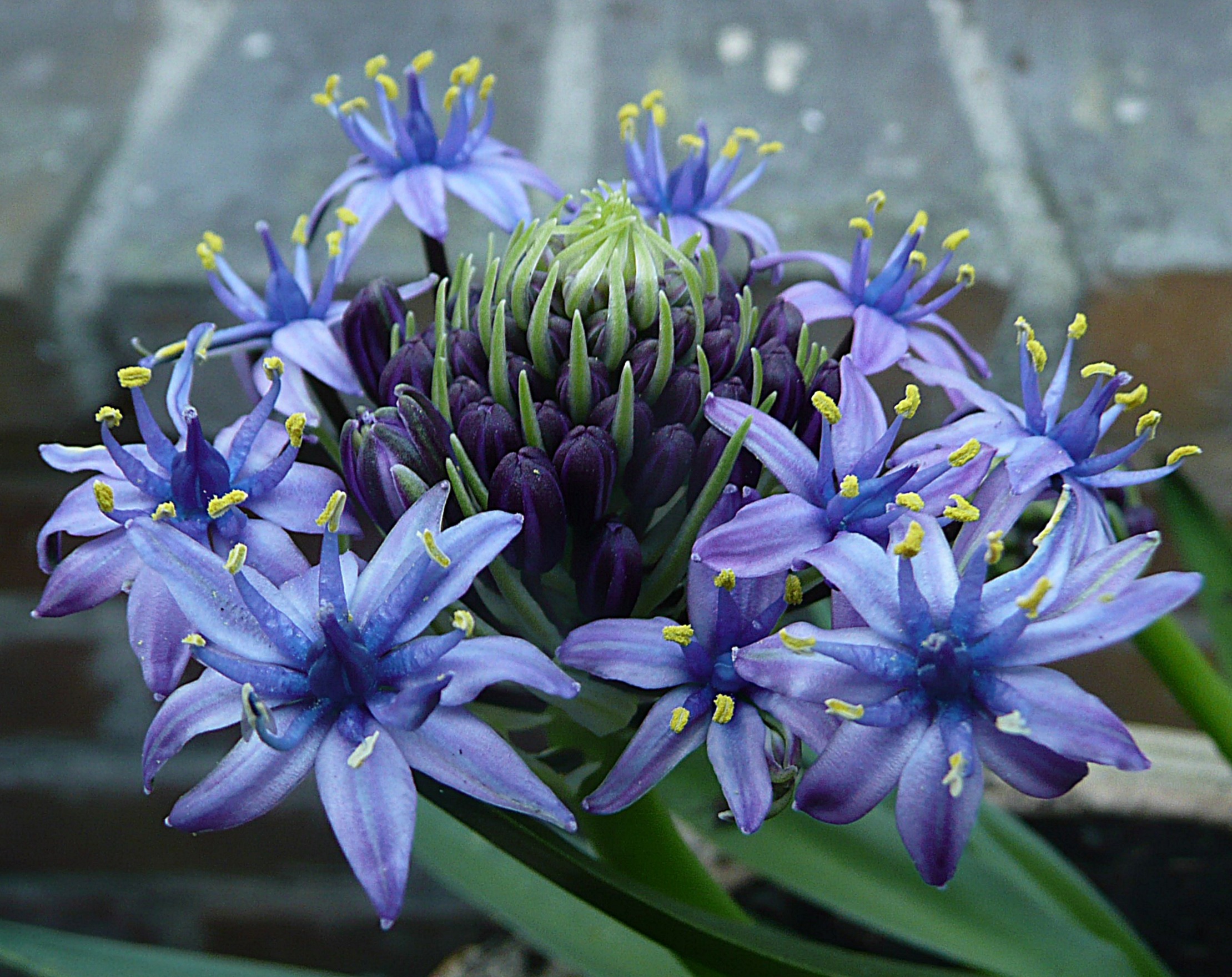 Scilla Caribbean Jewel