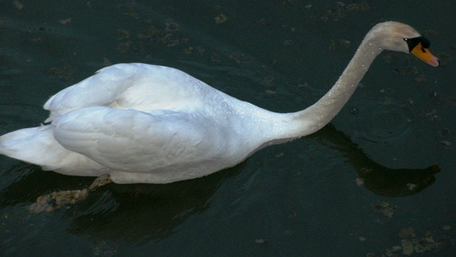 Zwaan met Swarovsky kristallen