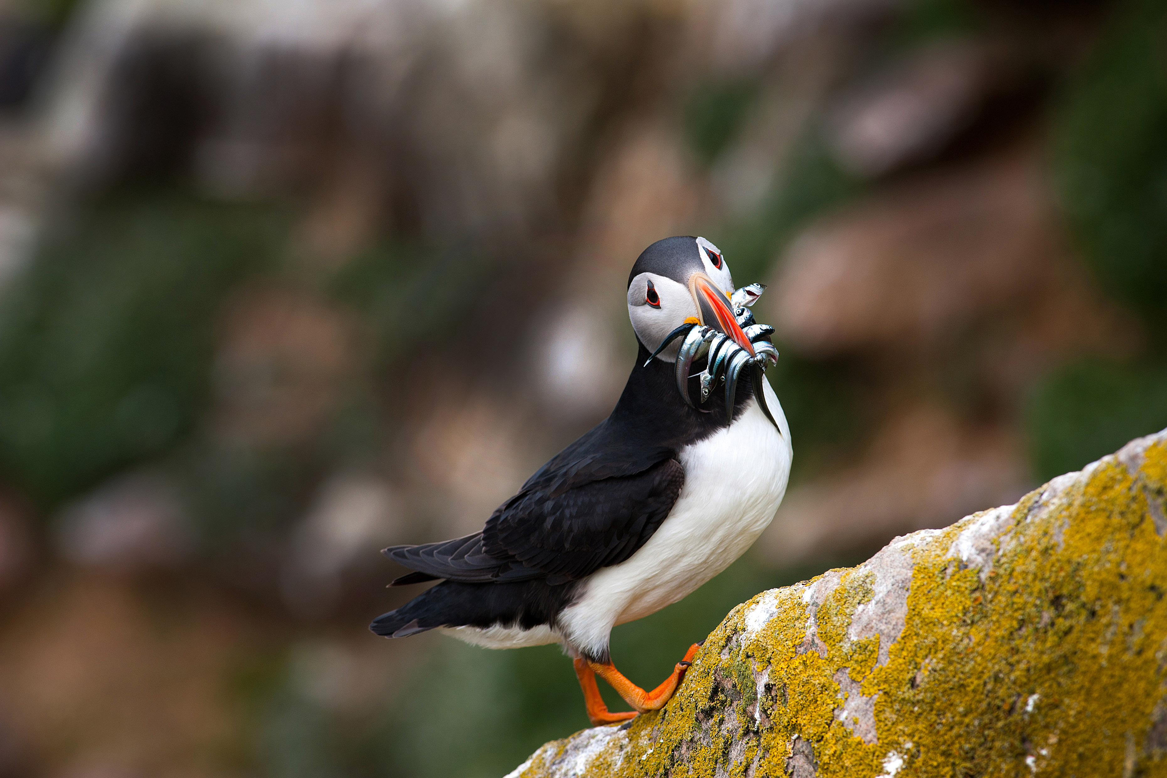 Puffin
