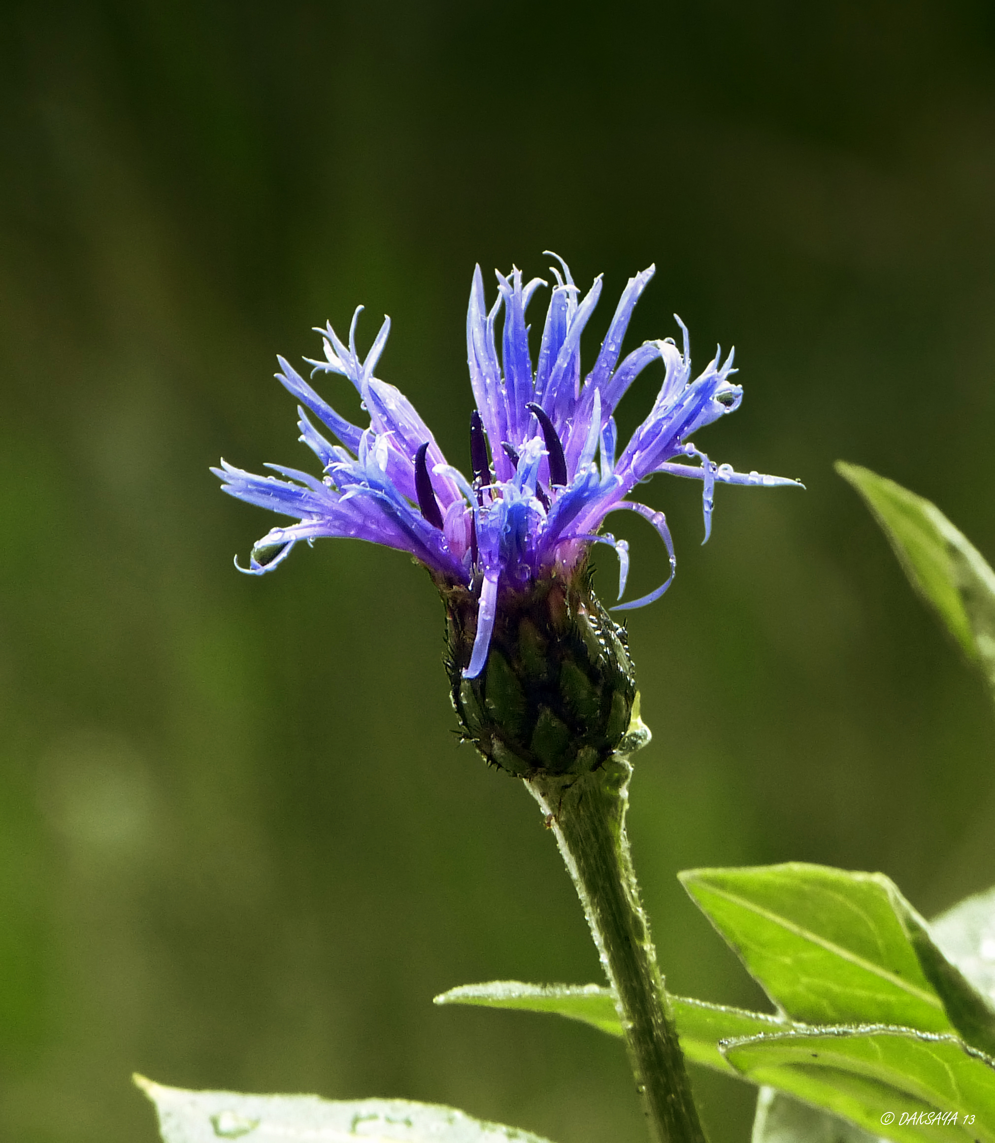 Korenbloem2