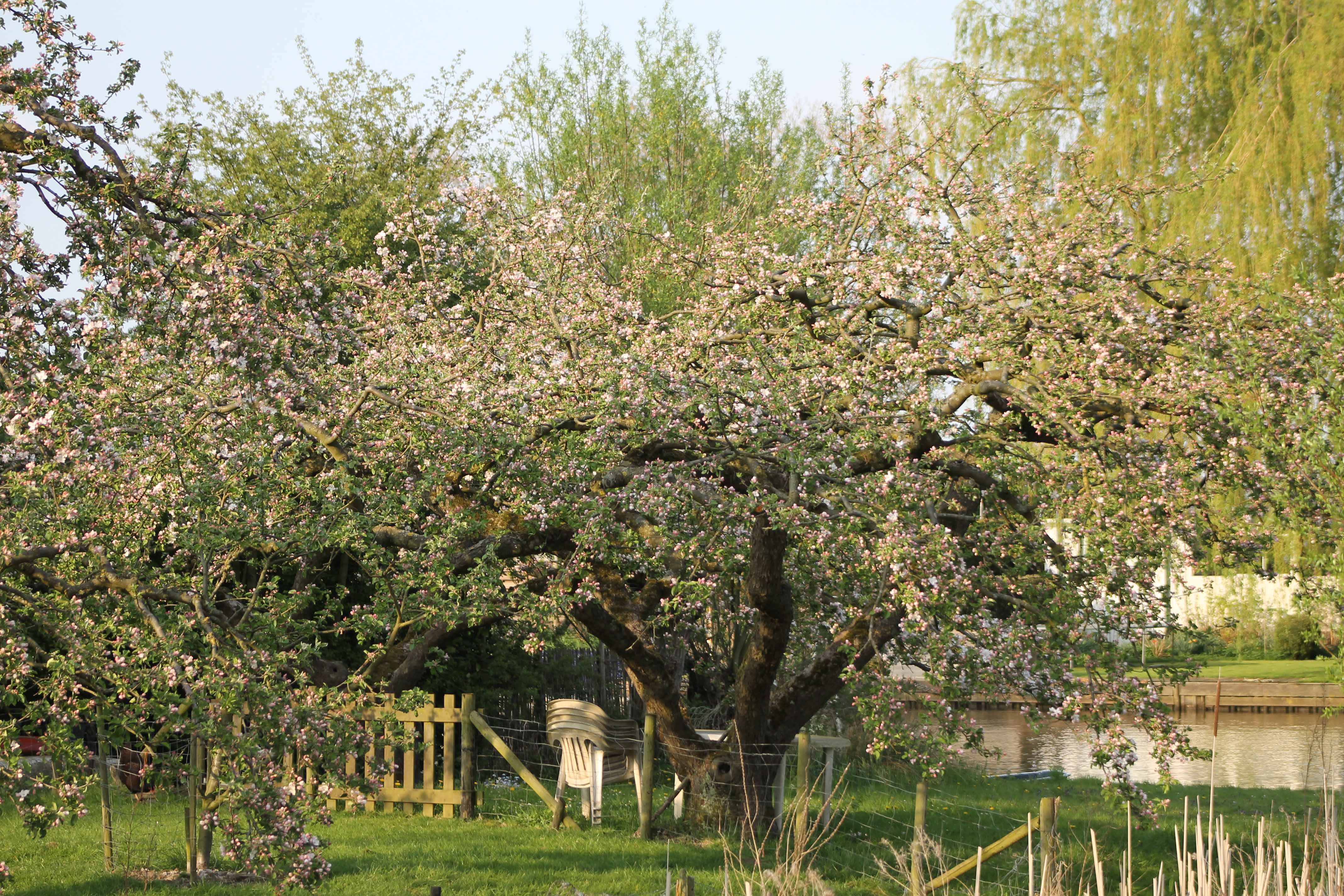 Boomgaard langs de Linge