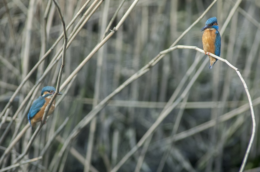 ijsvogel man en vrouw