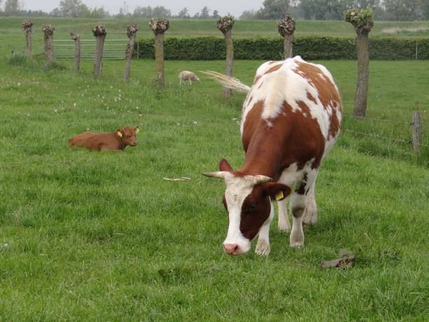 Koe met kalf