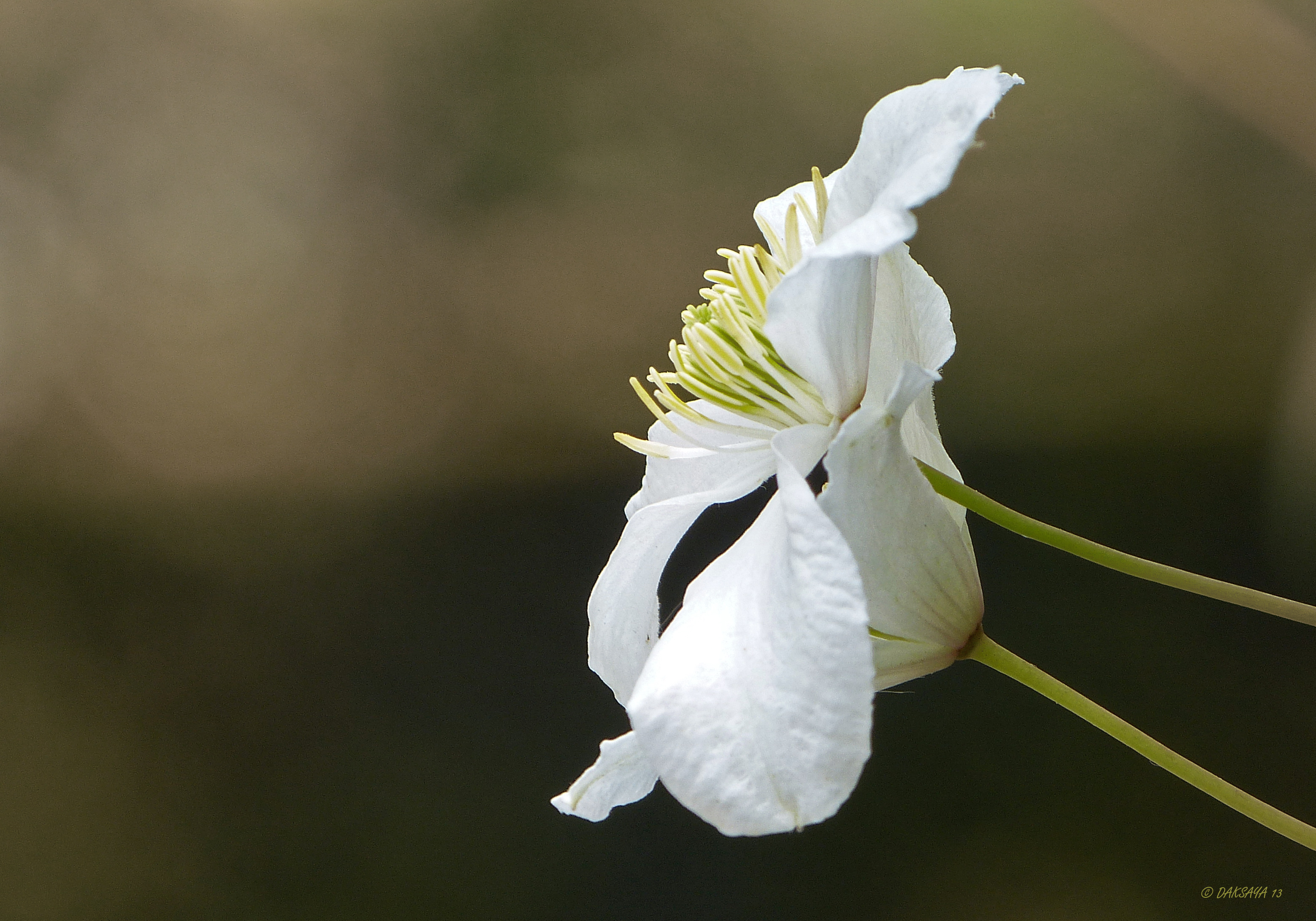 Clematis