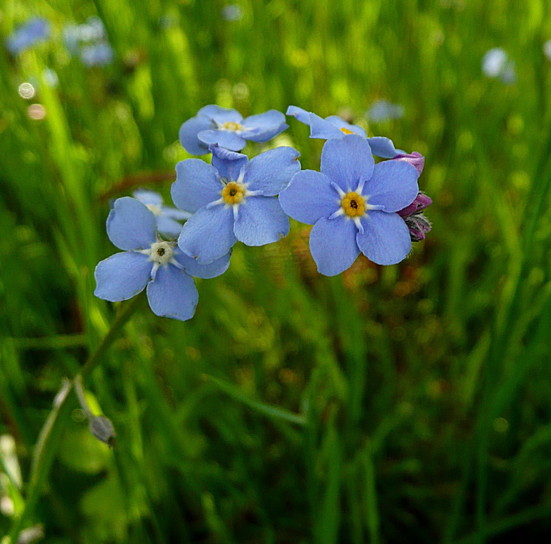 Vergeet-me-nietje