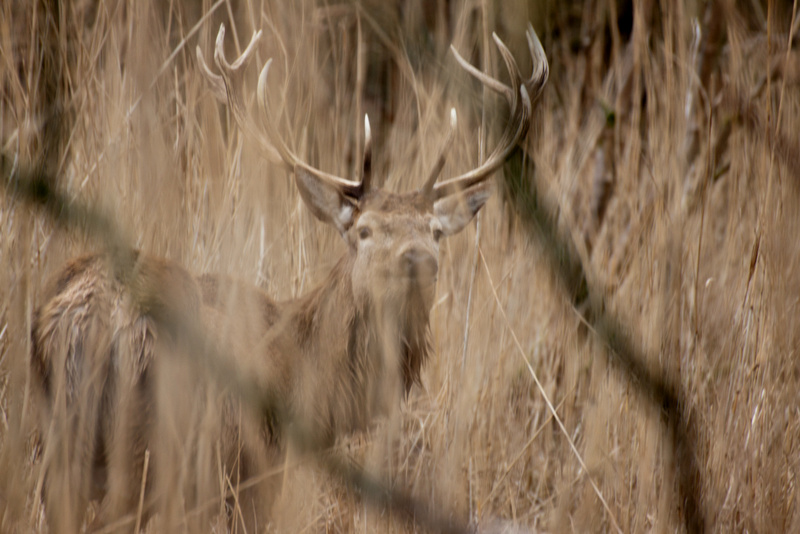 Onverwacht wild