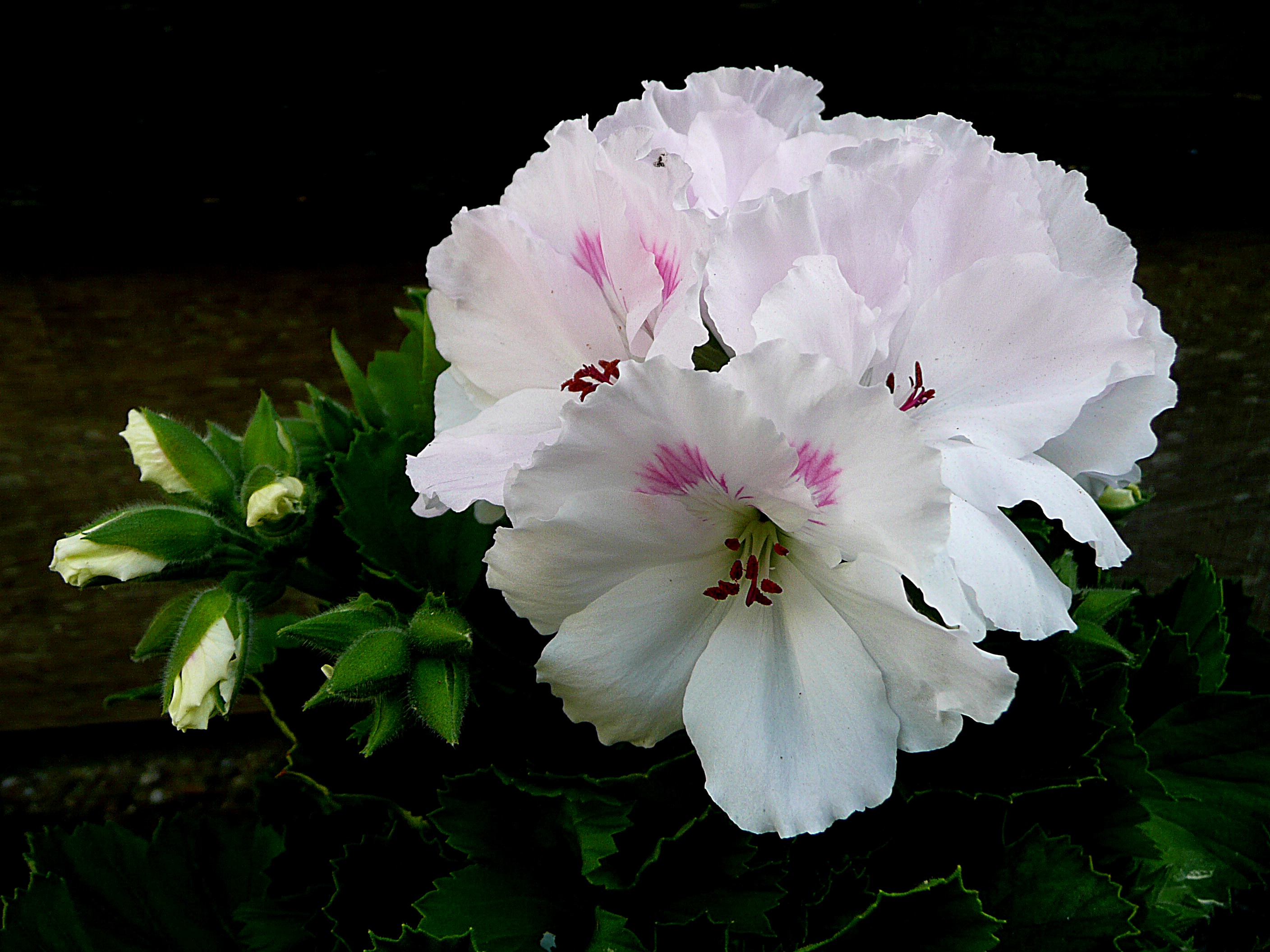 Franse geranium