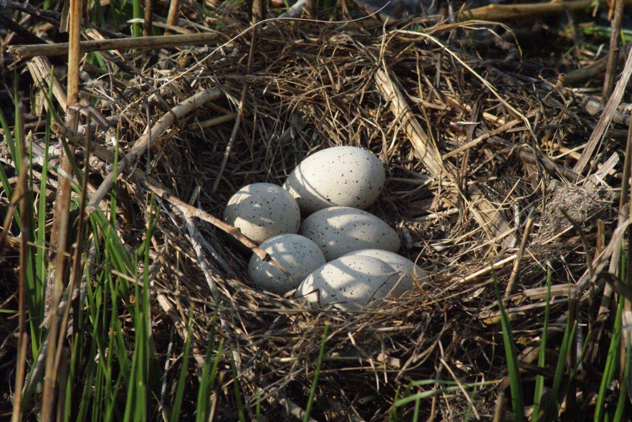 eieren van watervogel