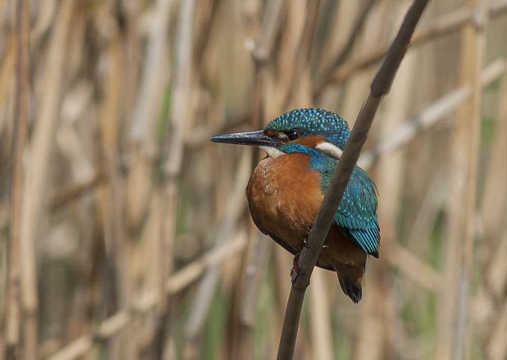 ijsvogel man opzoek naar vis
