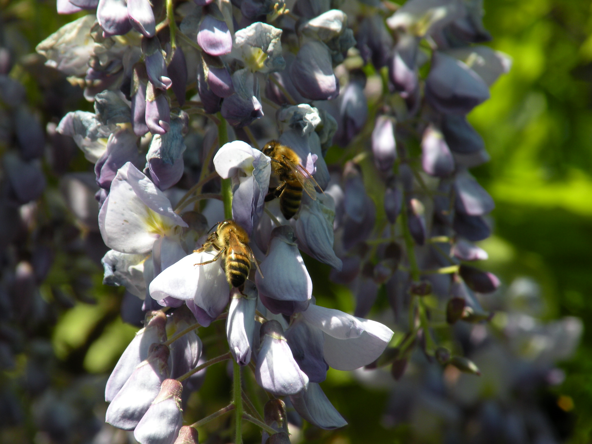 Bijen op de  blauweregen..