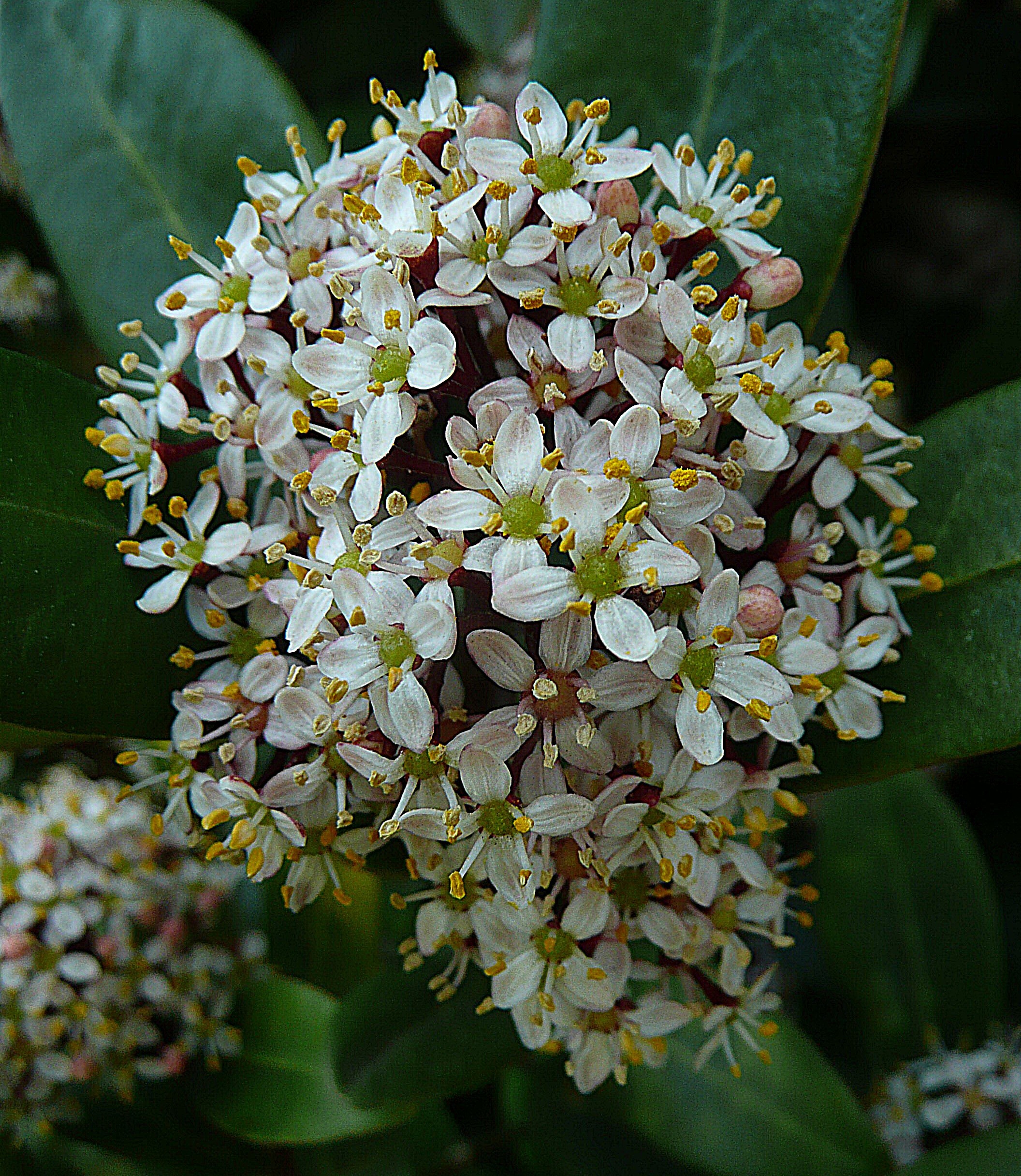 Skimmia