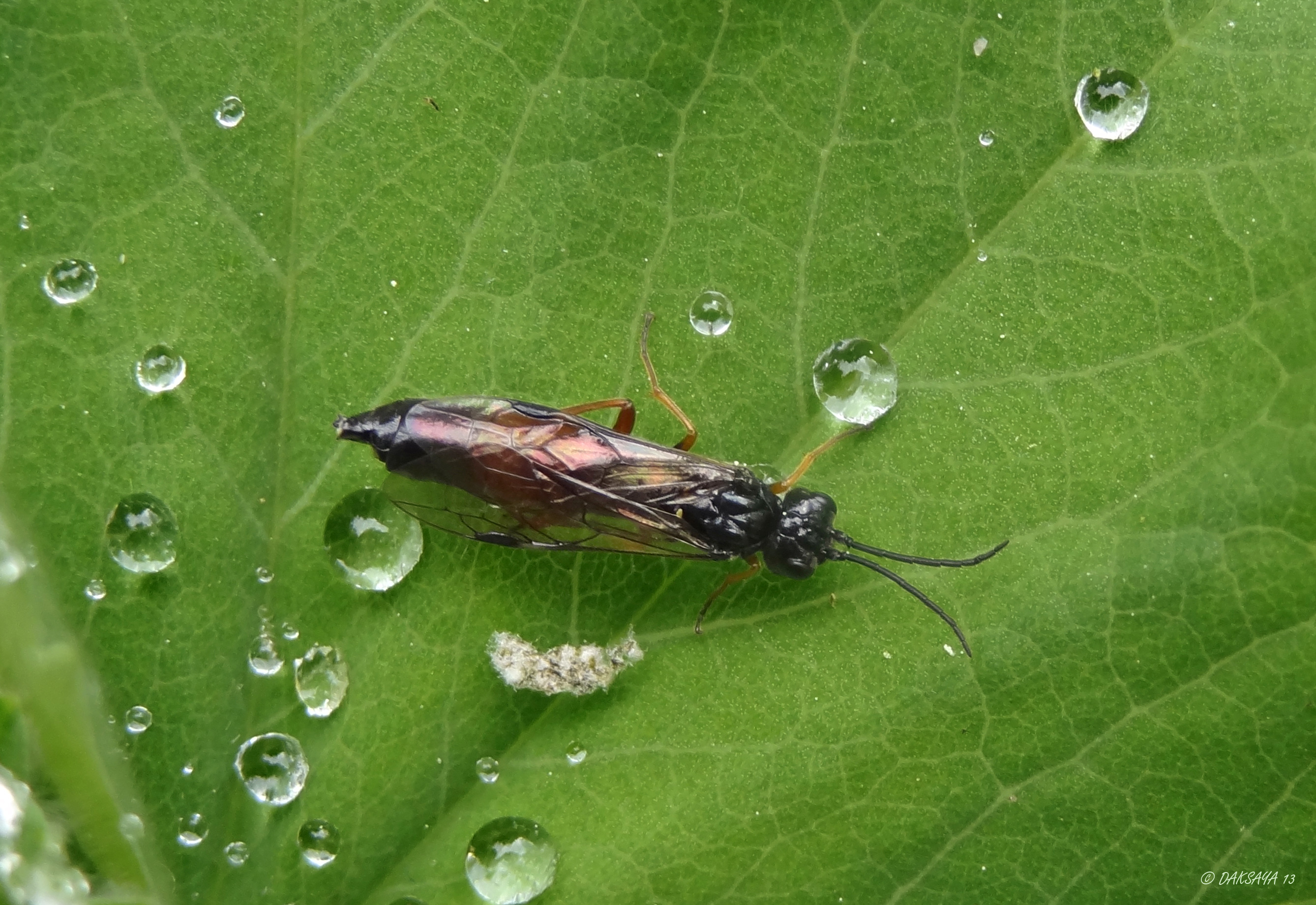 Sluipwesp