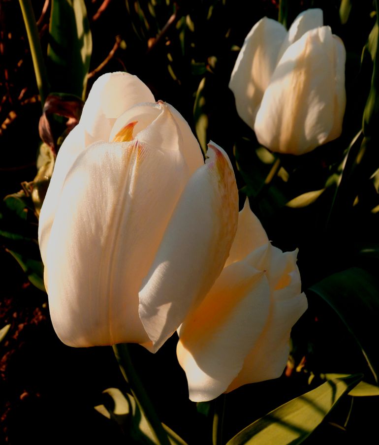 Broze tulp in mooi avondlicht