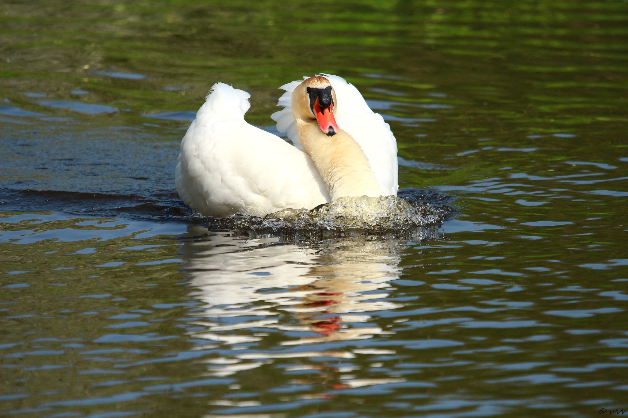Nog altijd op oorlogspad