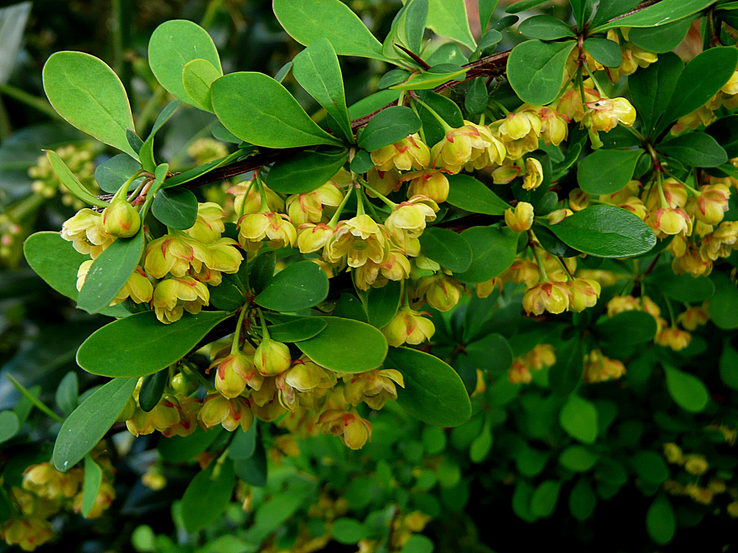 Berberis