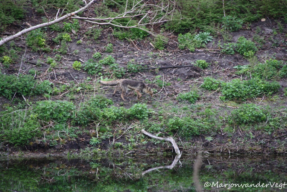 Vos aan de wandel..
