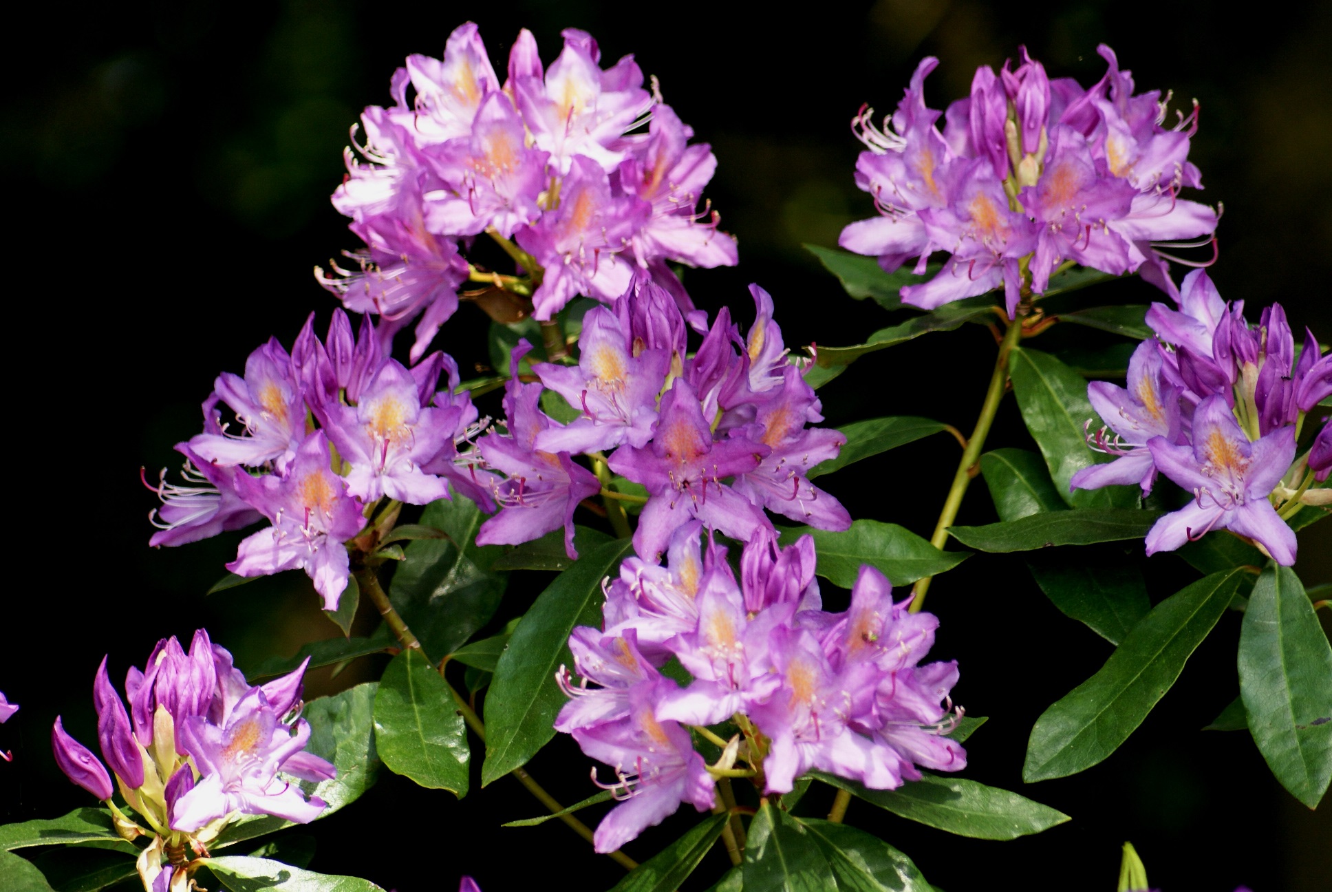 Rhododendron