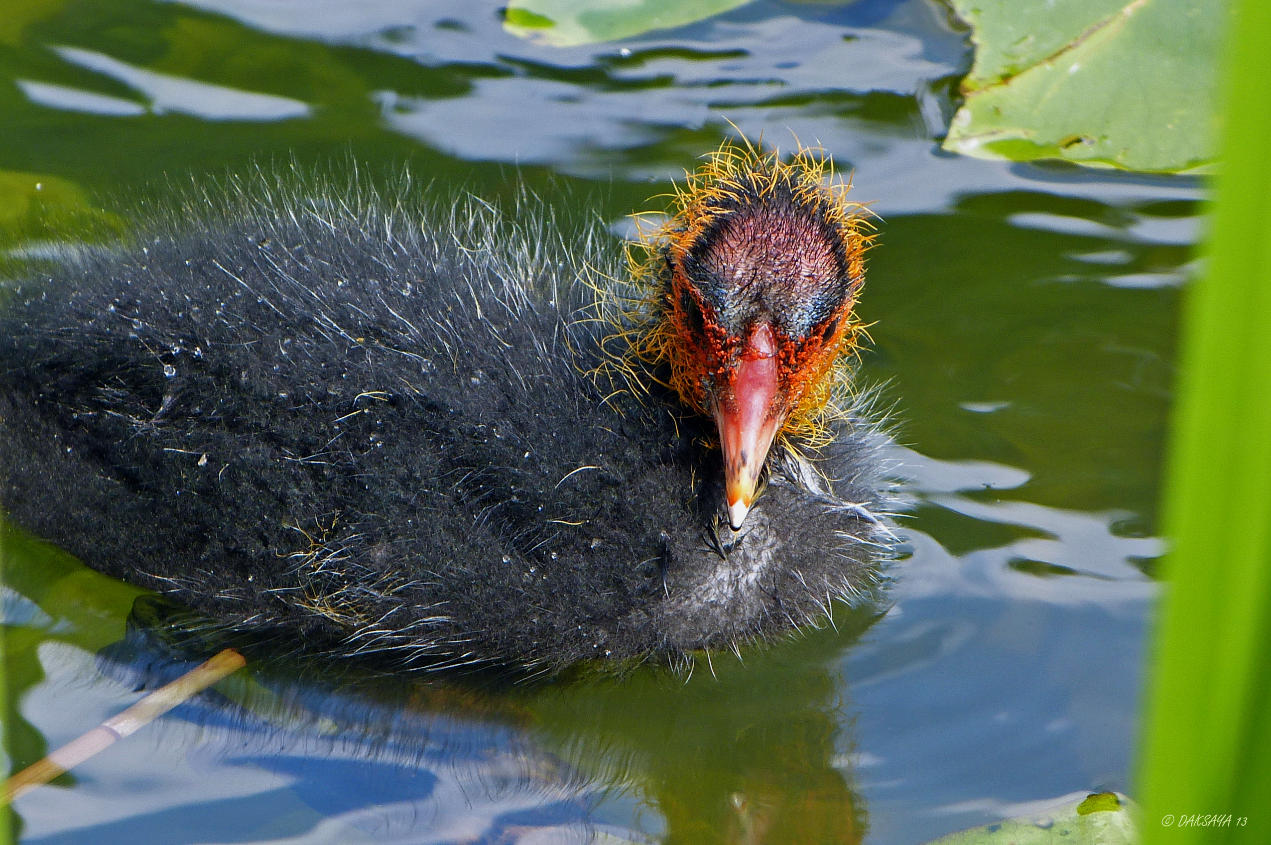 Jonge meerkoet