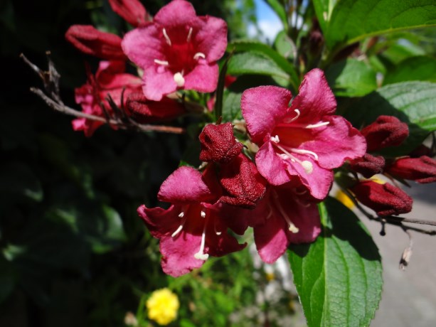 Weigelia