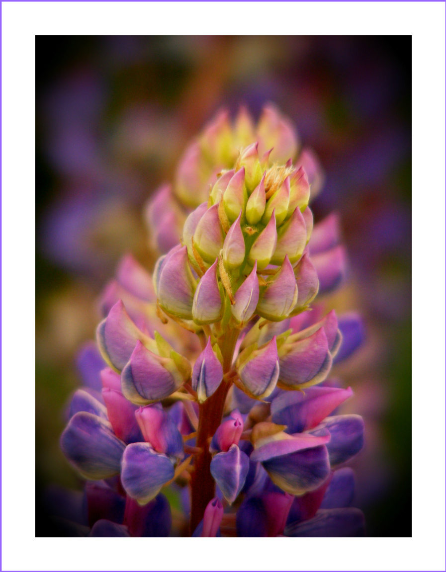 Lupine