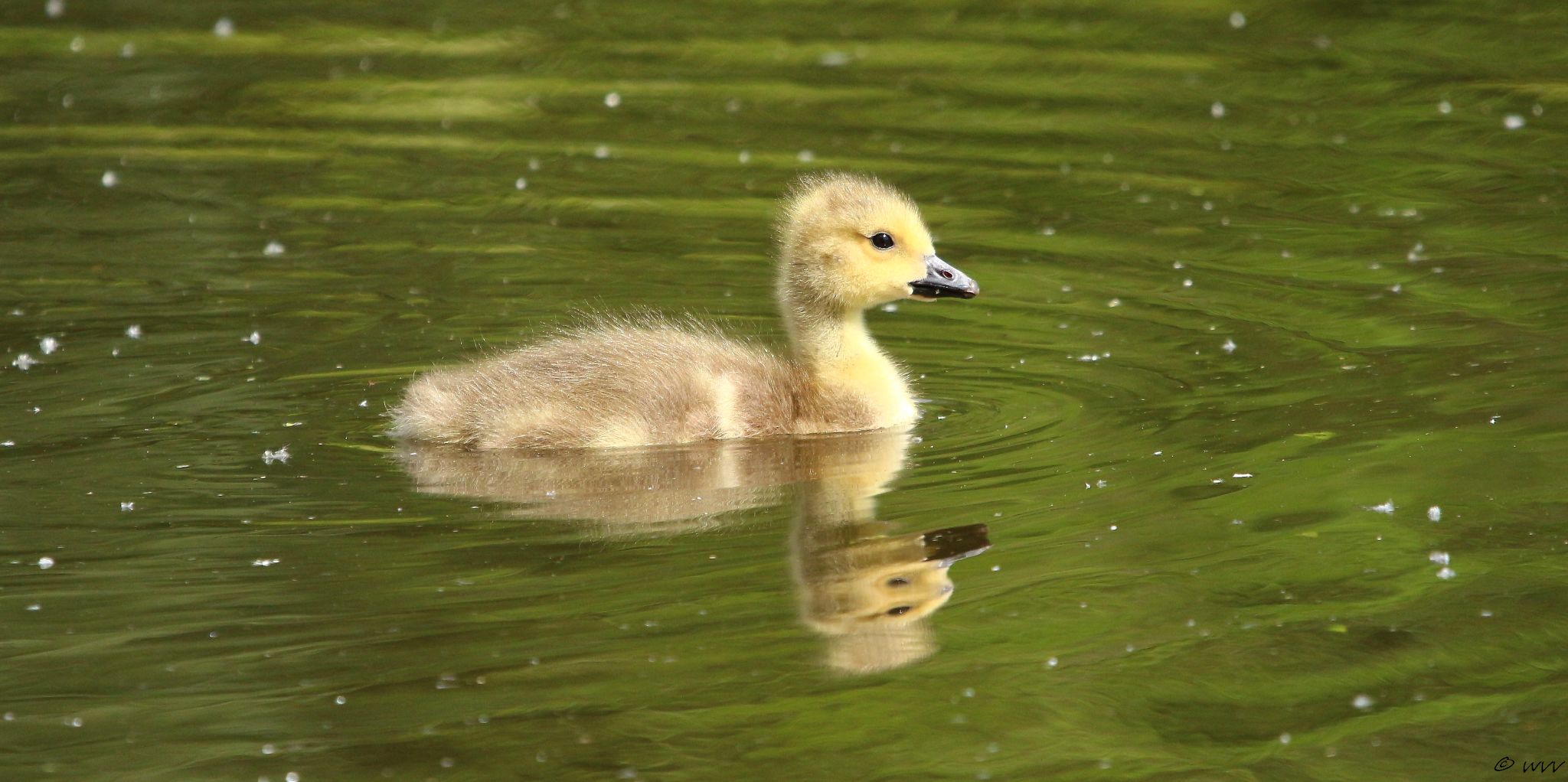 Canadese ganzenkuiken