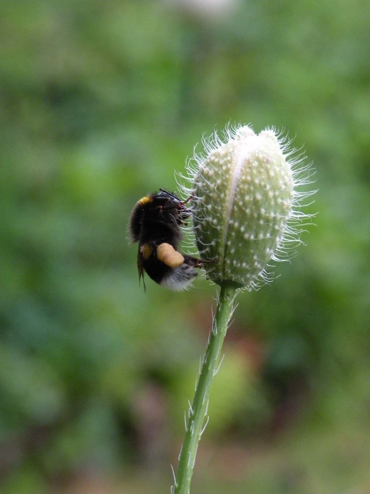 Morgenvroeg ben ik het eerst