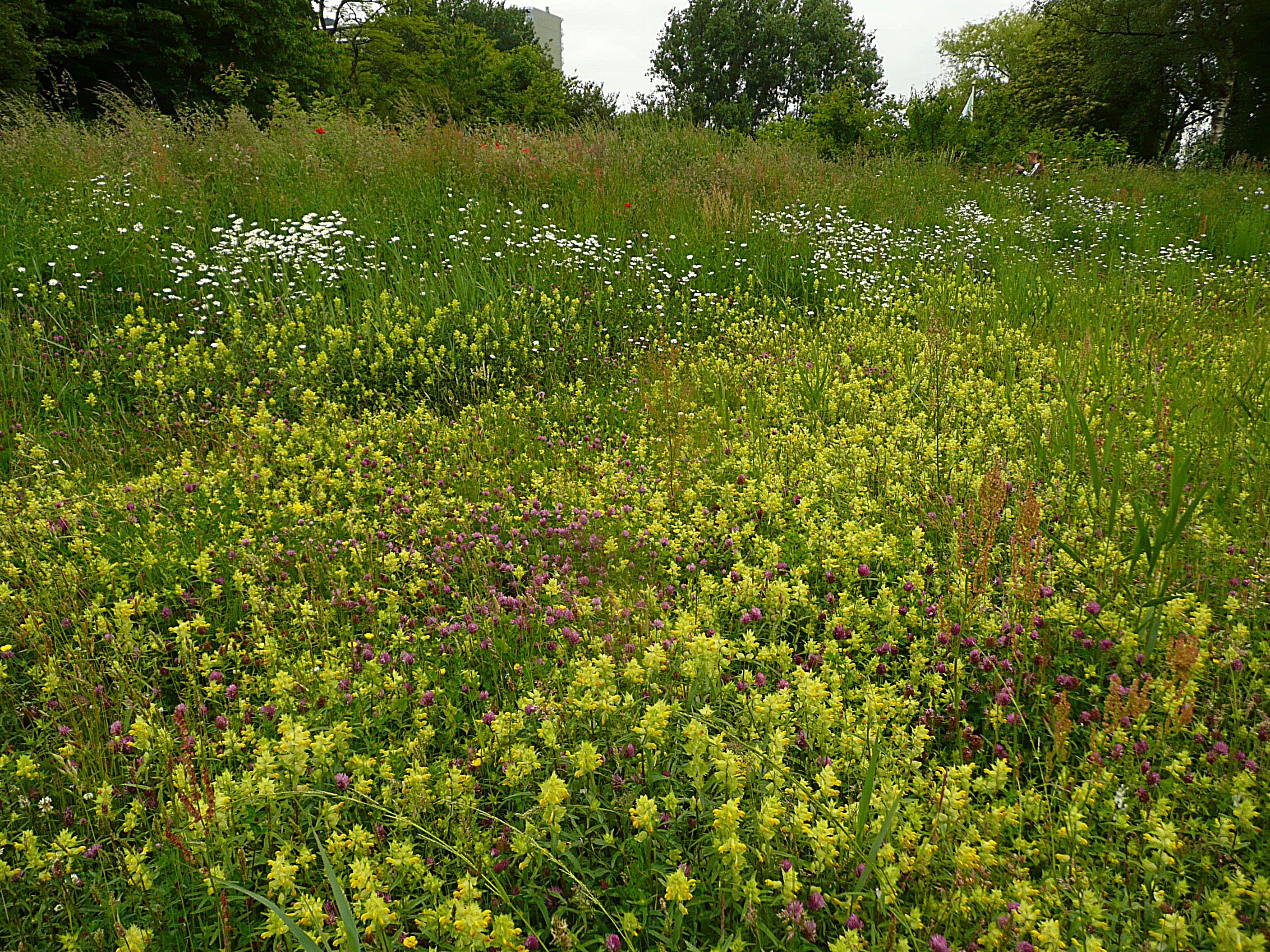 Ratelaars, margrieten, klavers, klaprozen, enz.