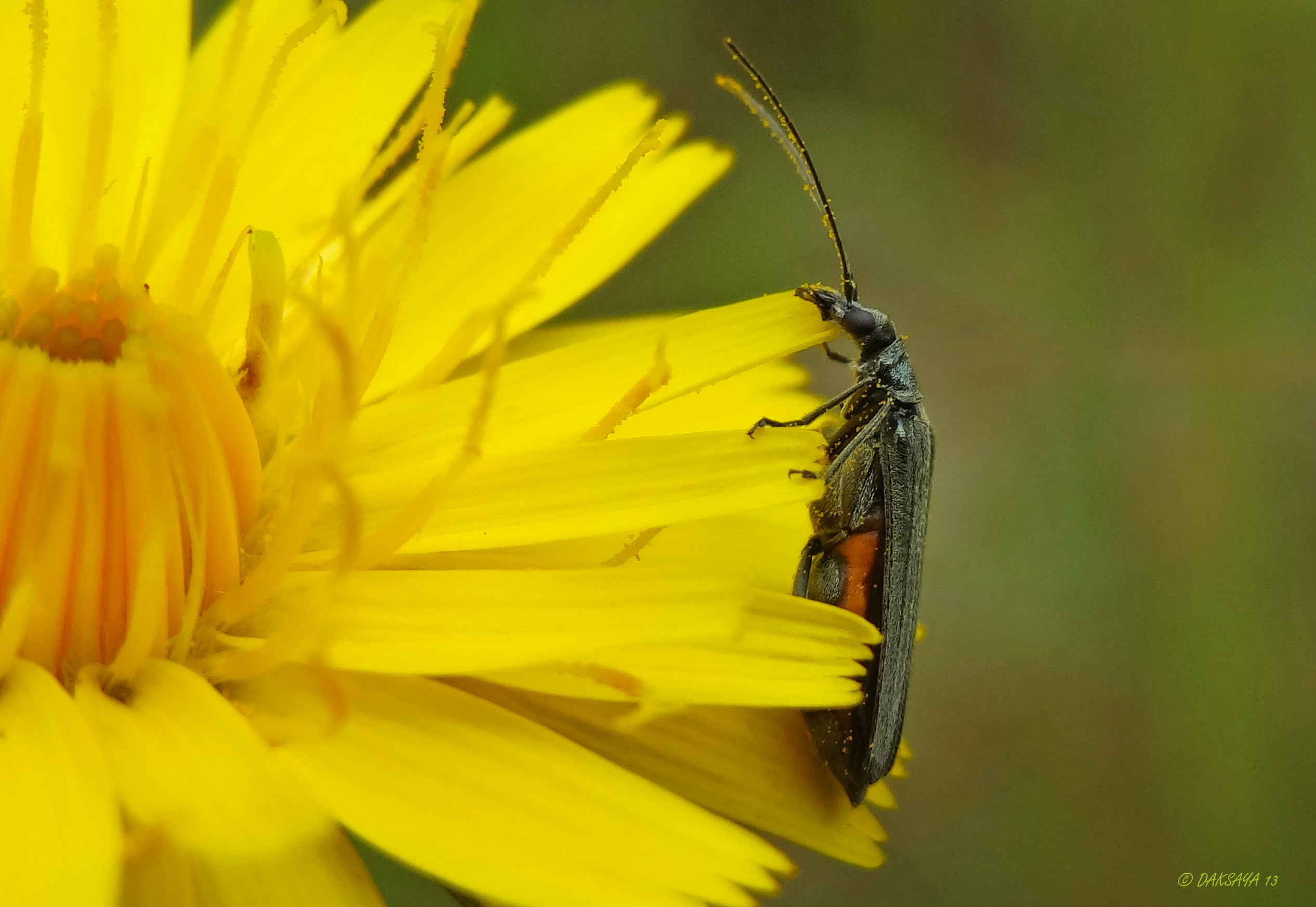 Soldaatje in de houding
