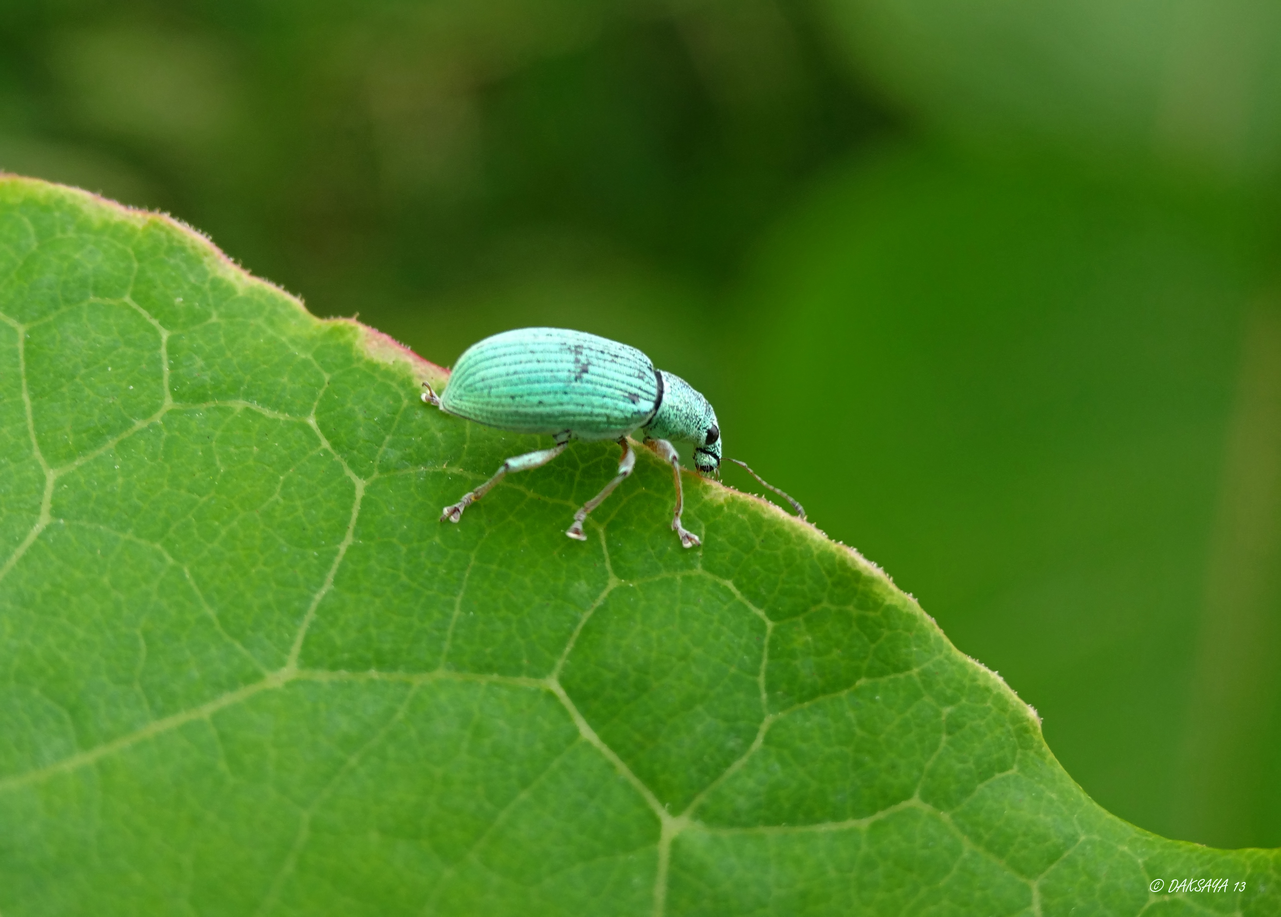 Groene bladsnuitkever