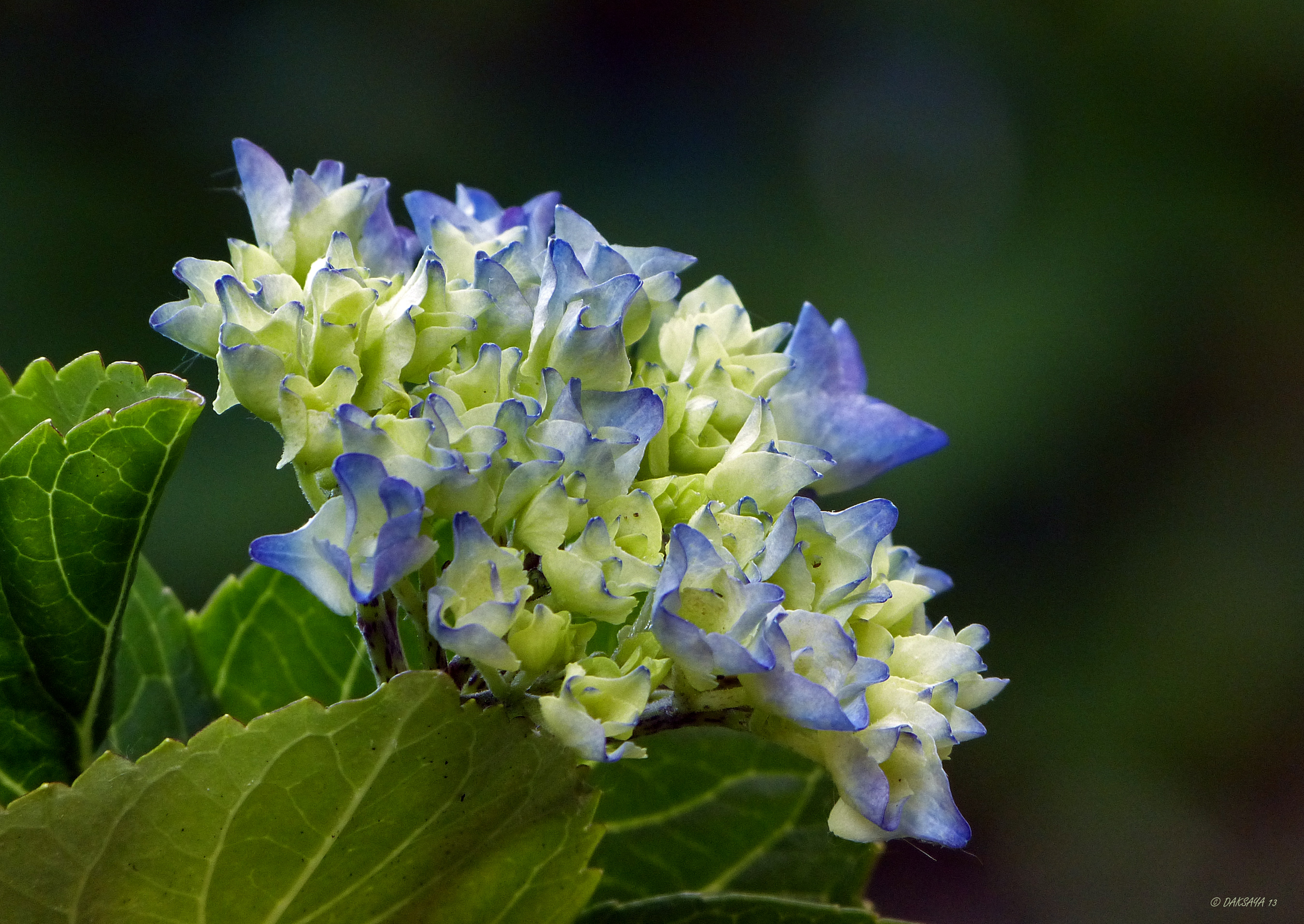 Hortensia