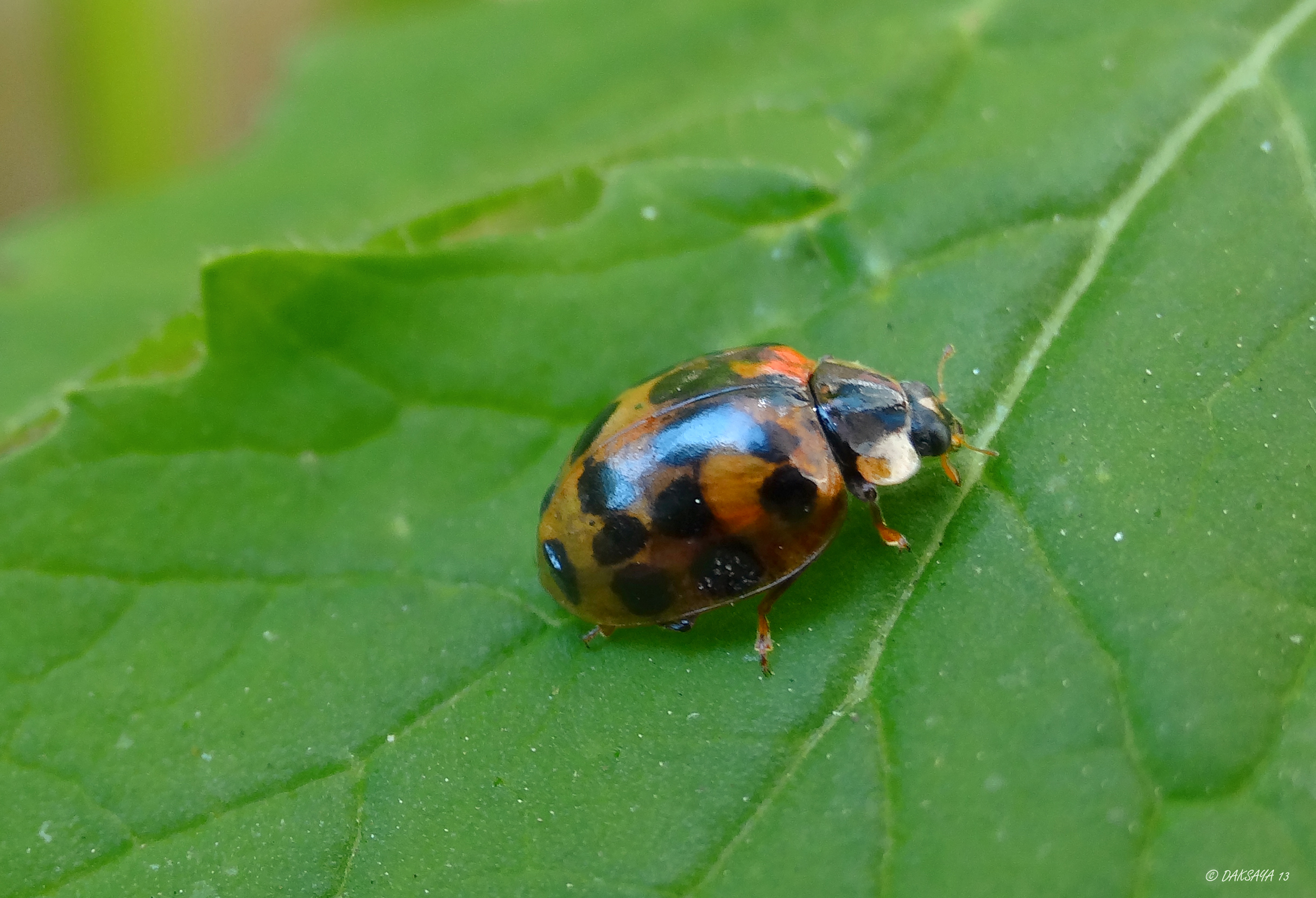 Beetje rood