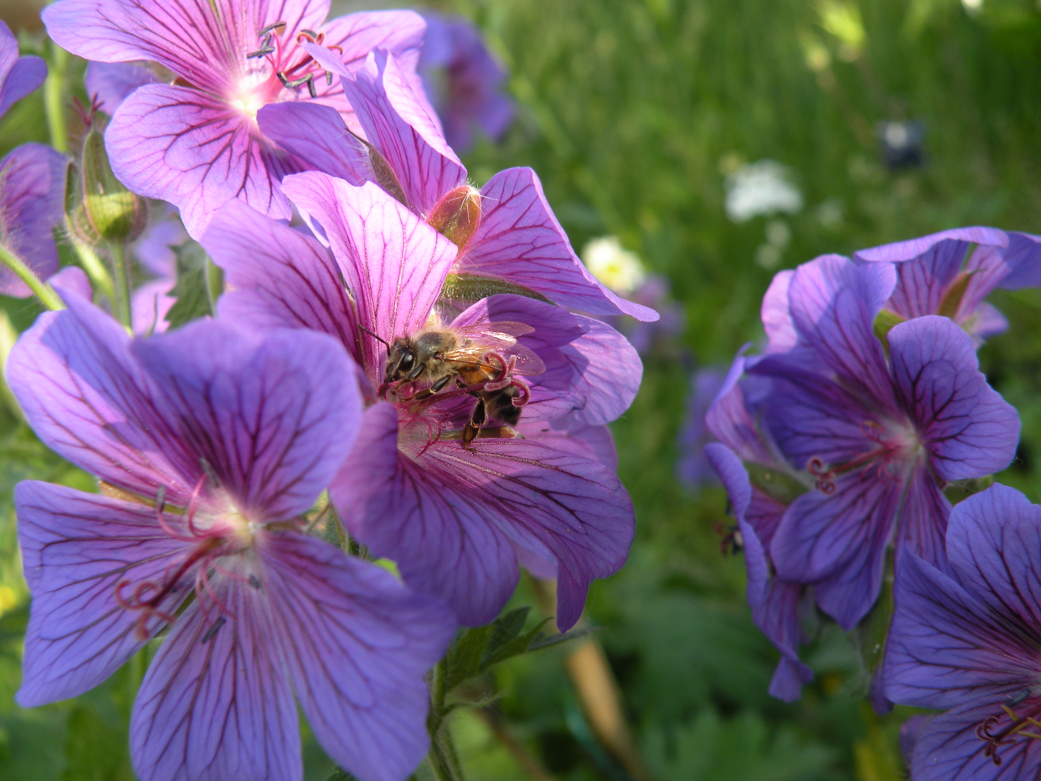 Beemdooievaarsbek en bij