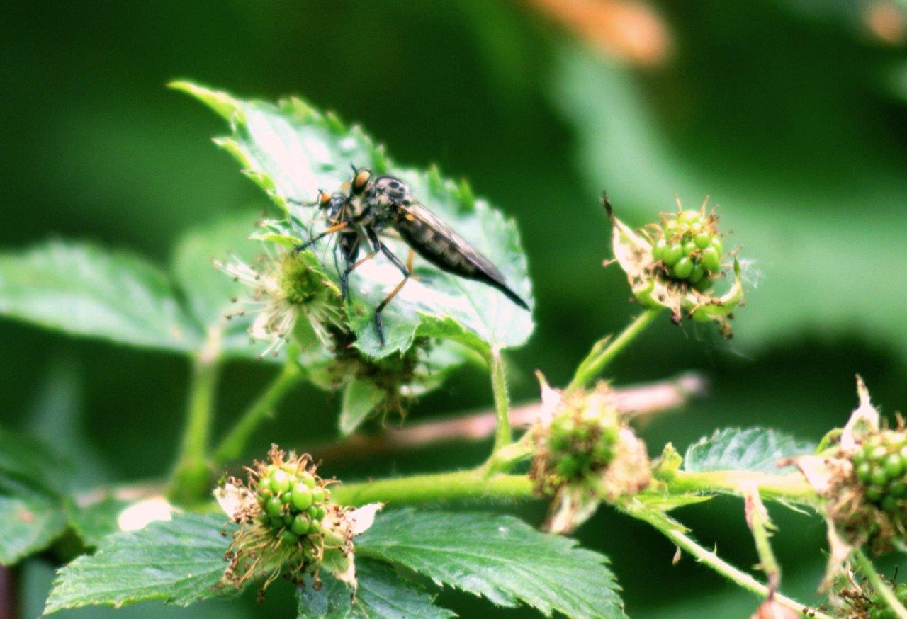 spelletje in het braambos... ?