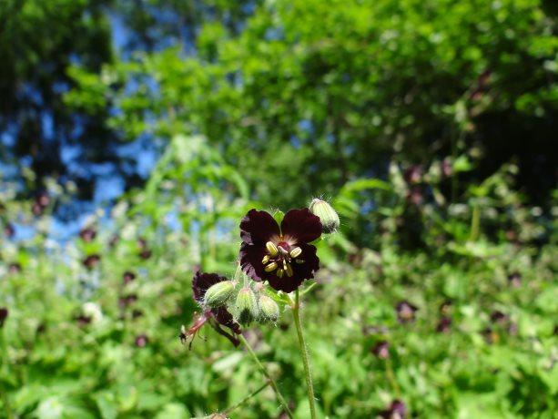 Donkere ooievaarsbek